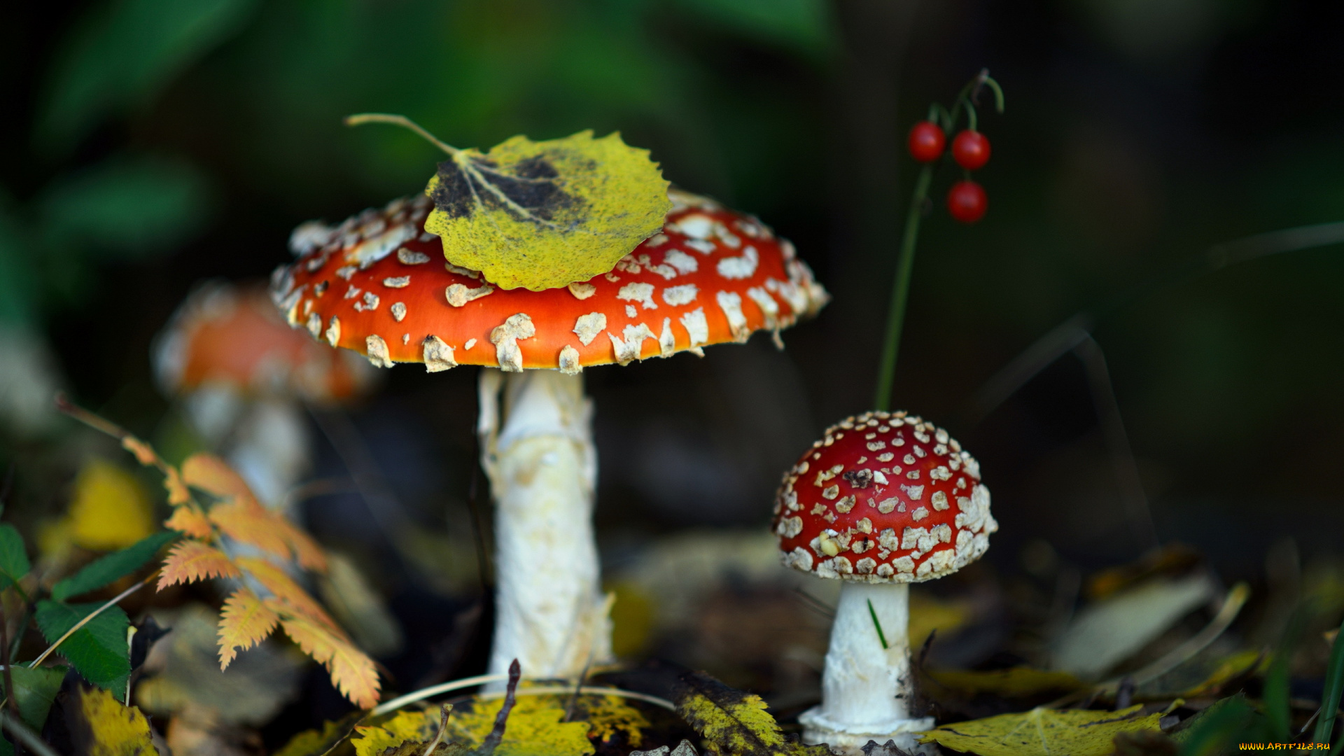 природа, грибы, , мухомор, лес, листья, мухомор, осень