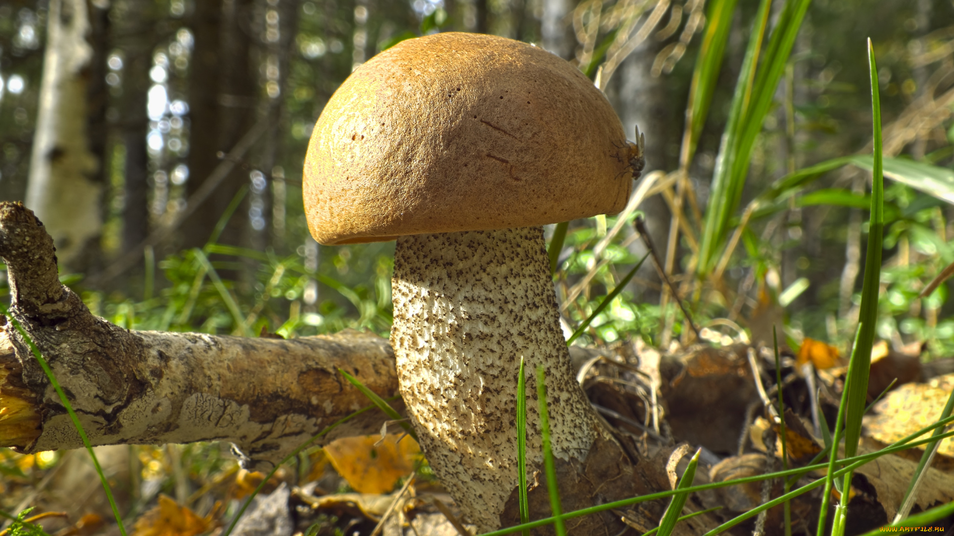 природа, грибы, крепыш