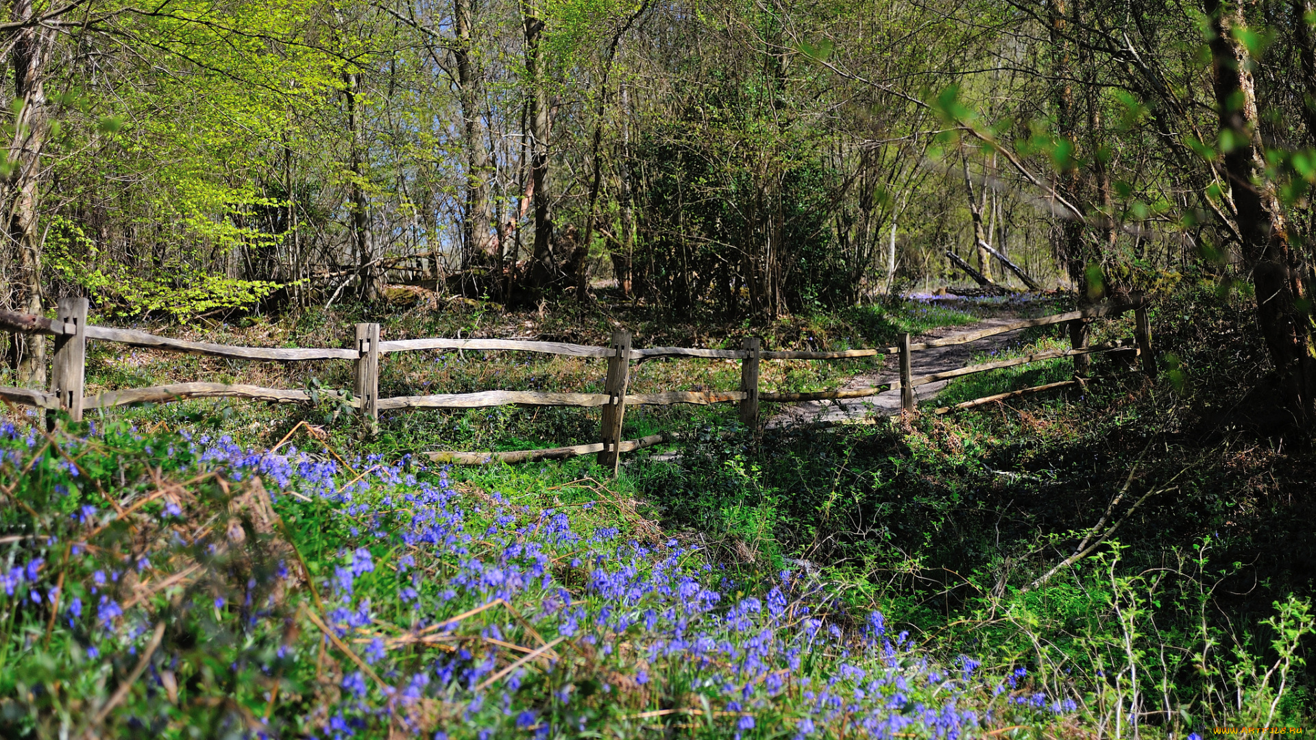 природа, лес, балка, забор, трава, цветы
