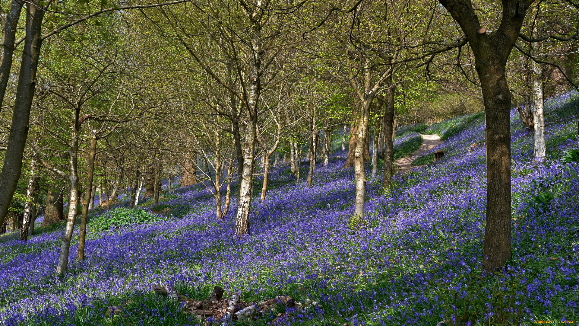 природа, лес, трава, цветы, косогор