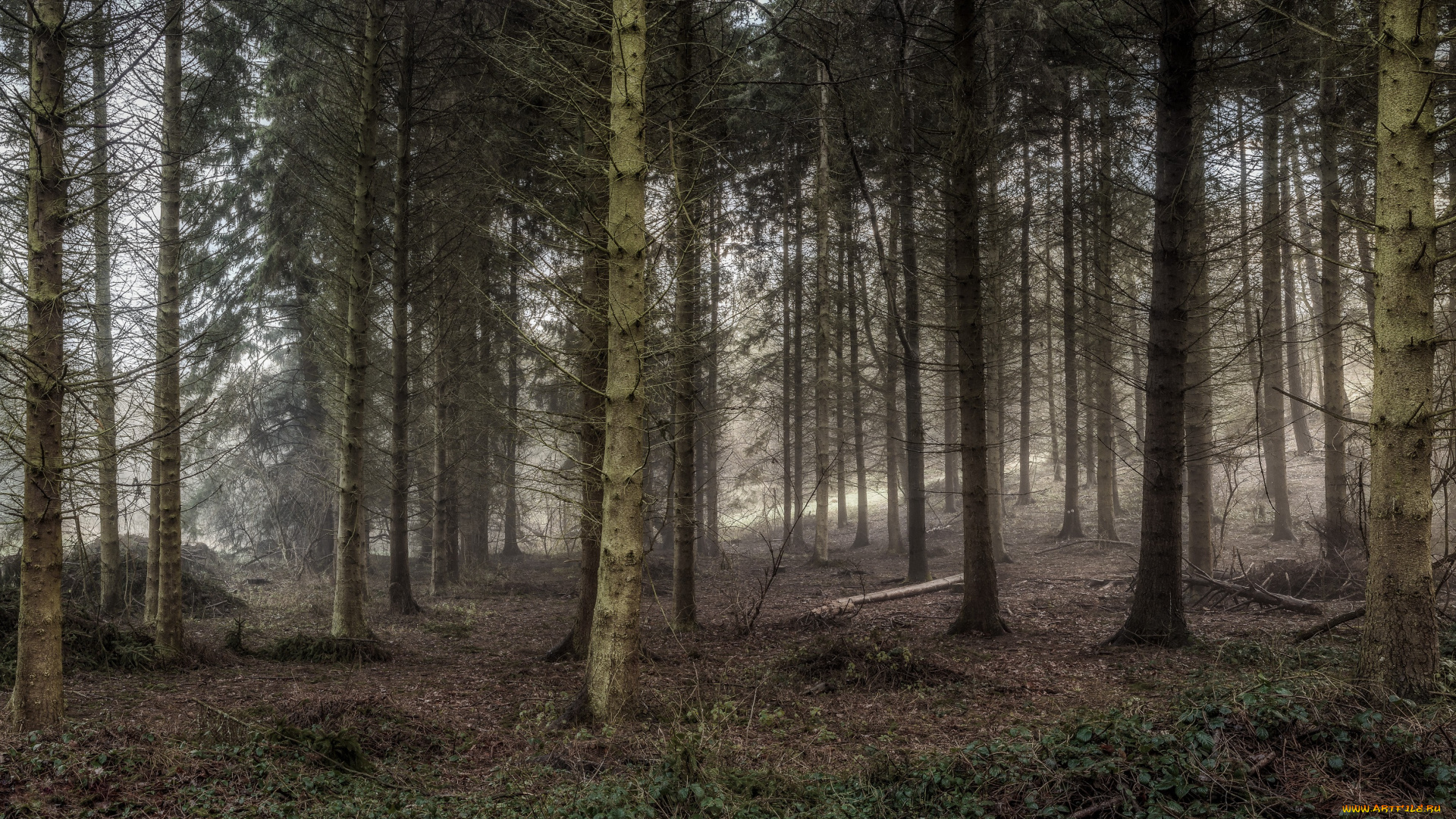 природа, лес, трава, стролы, сучья, хвоя