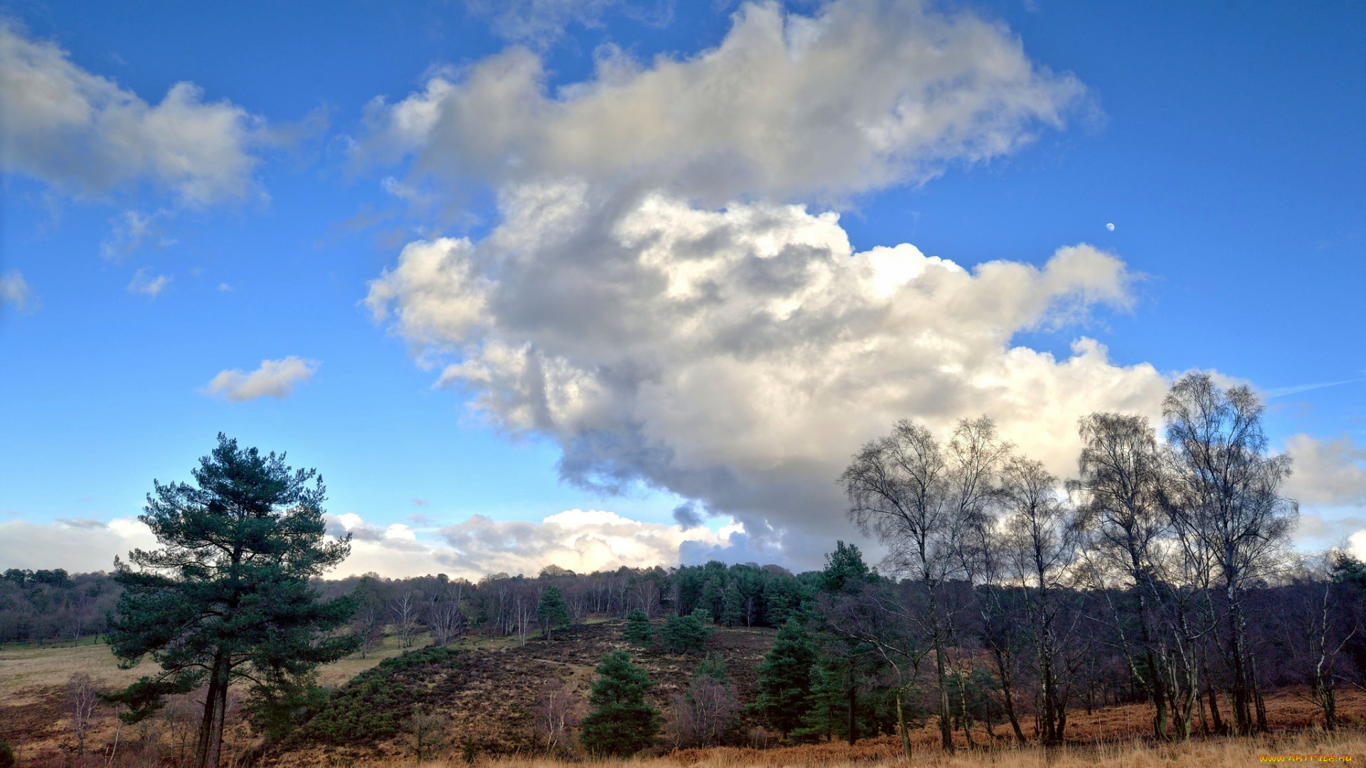 природа, пейзажи, поле, лес, облака
