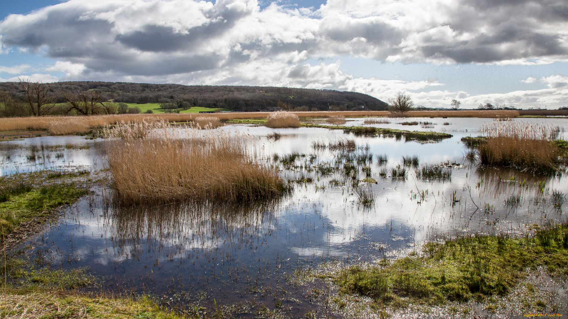 природа, реки, озера, трава, кочки, паводок, река, поле