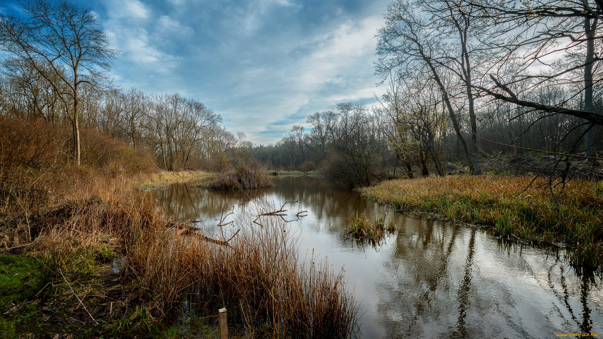 природа, реки, озера, трава, кустарник, река, лес