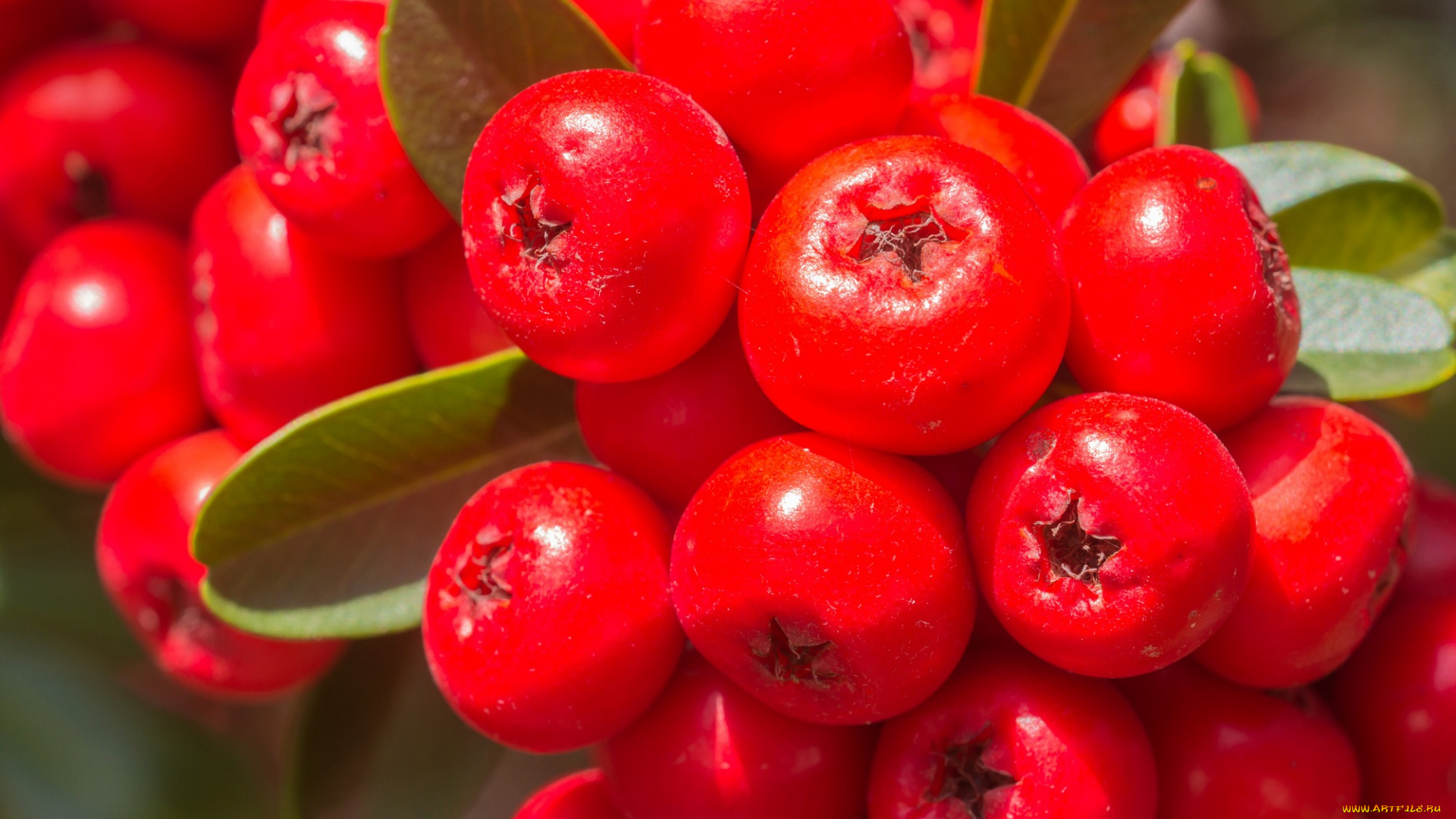 природа, Ягоды, , рябина, ветка, рябина