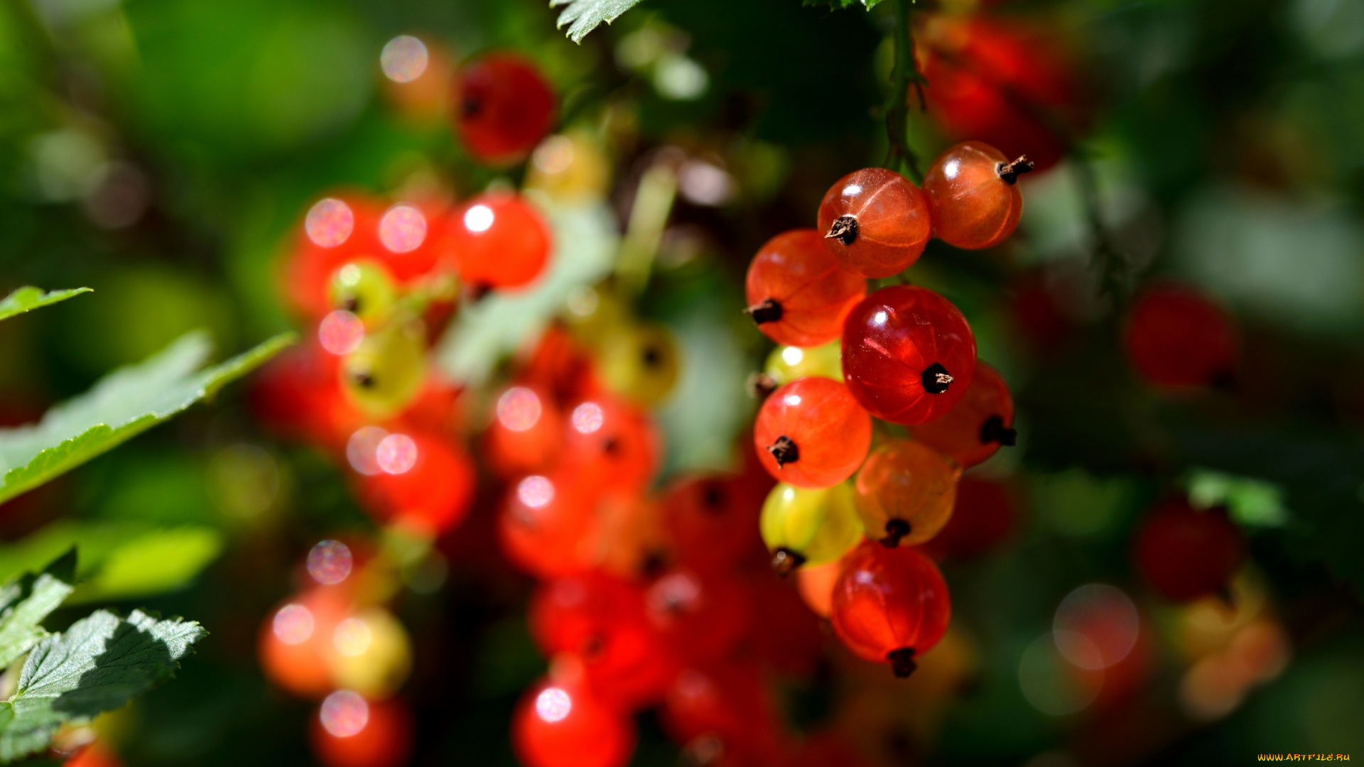 природа, Ягоды, смородина