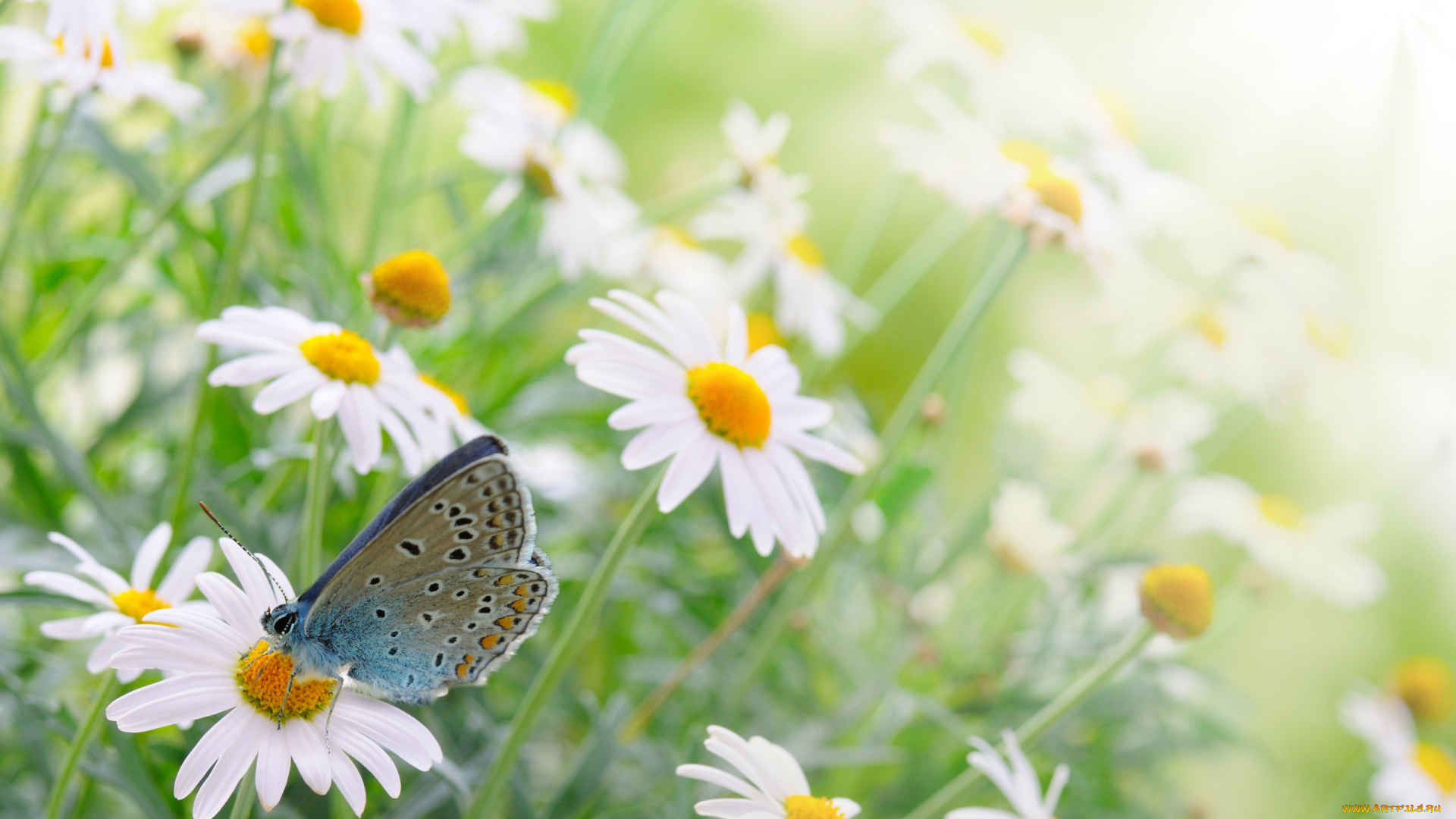 животные, бабочки, бабочка, ромашки, цветы