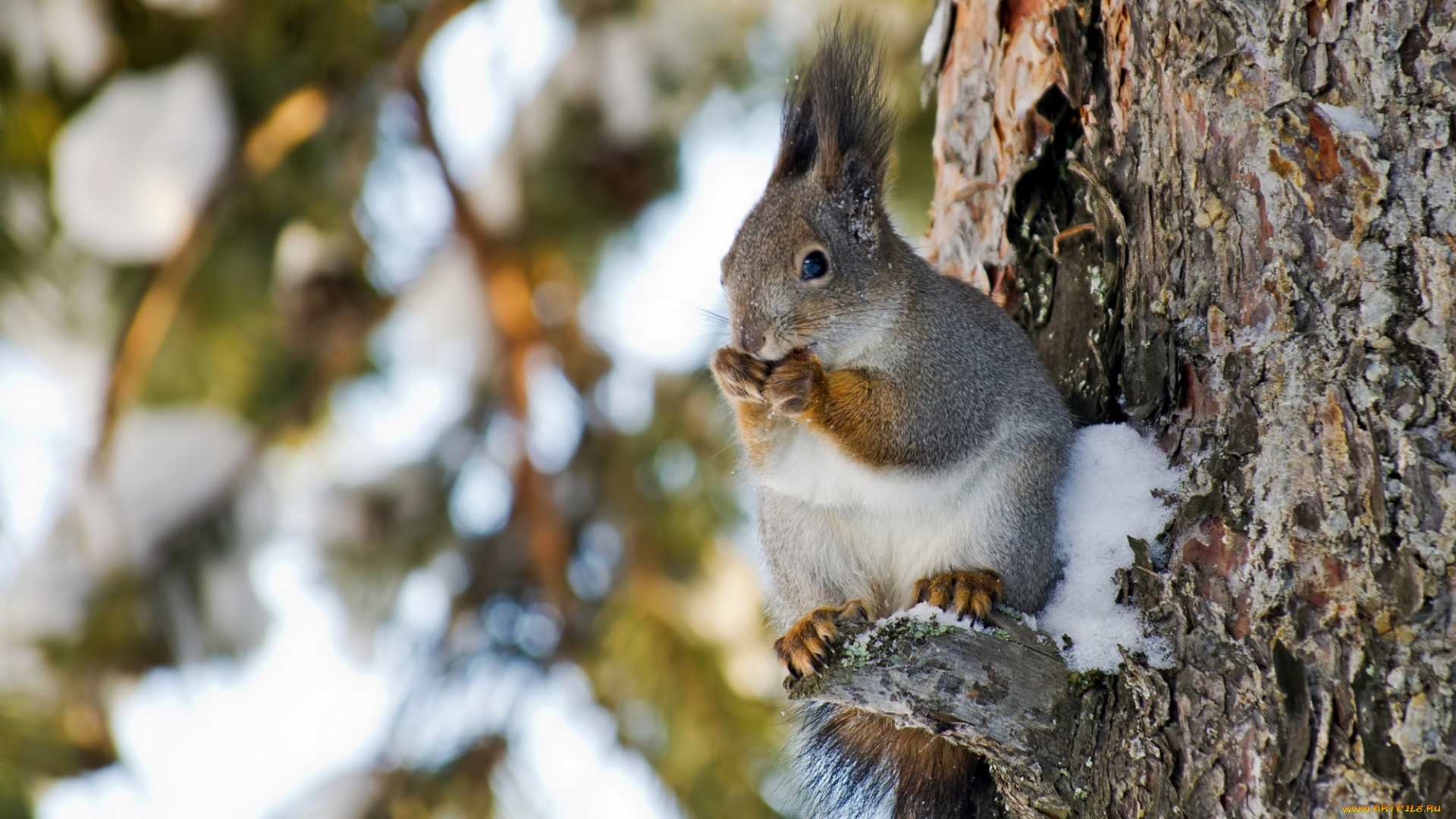 животные, белки, зверек
