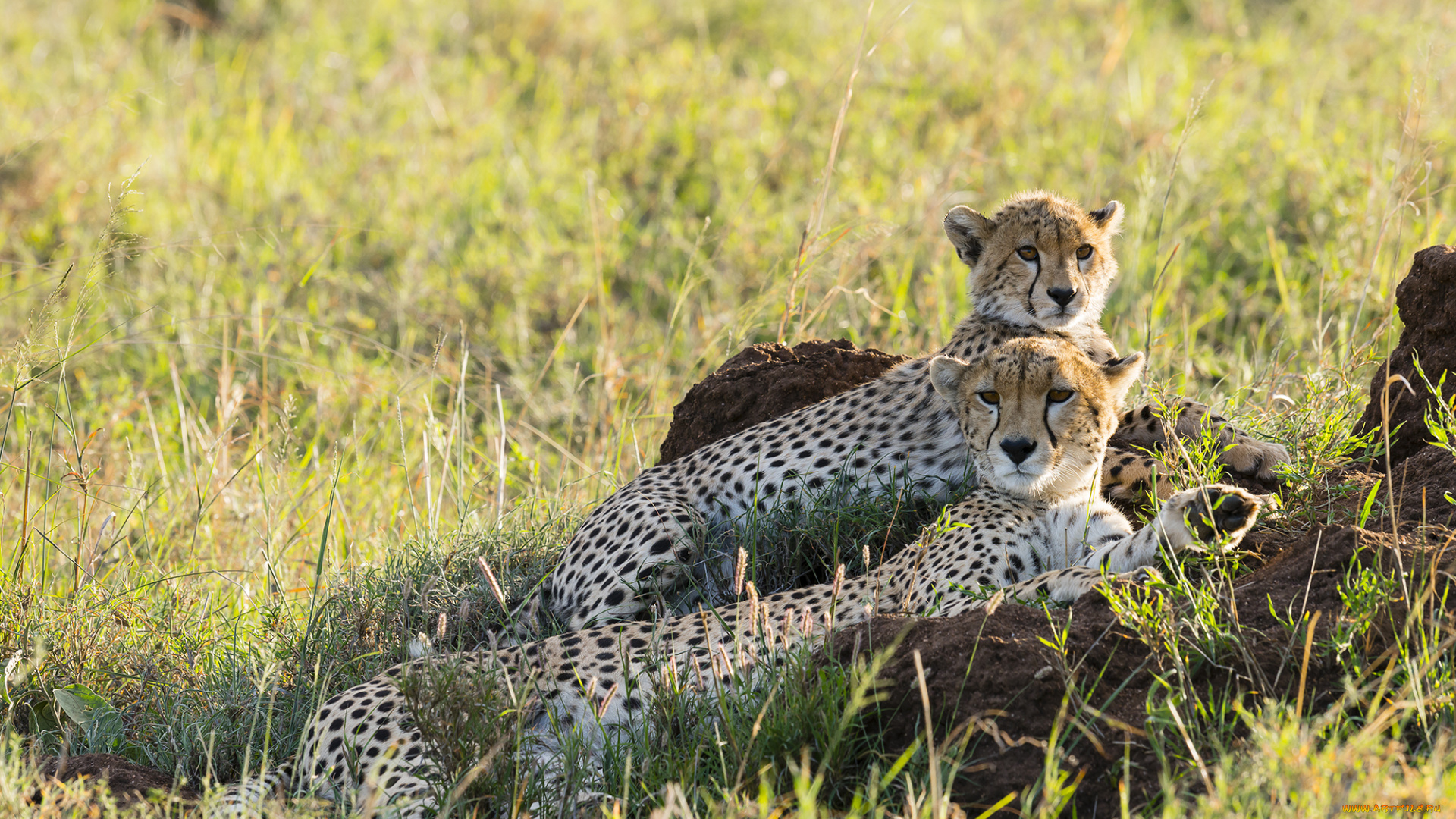 животные, гепарды, отдых