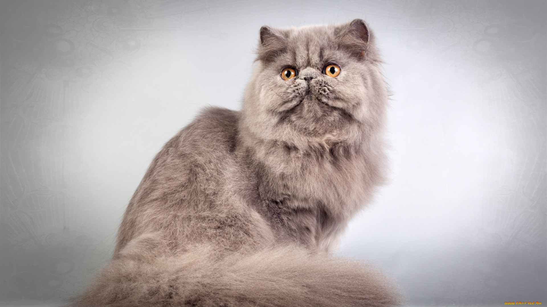 животные, коты, пушистый