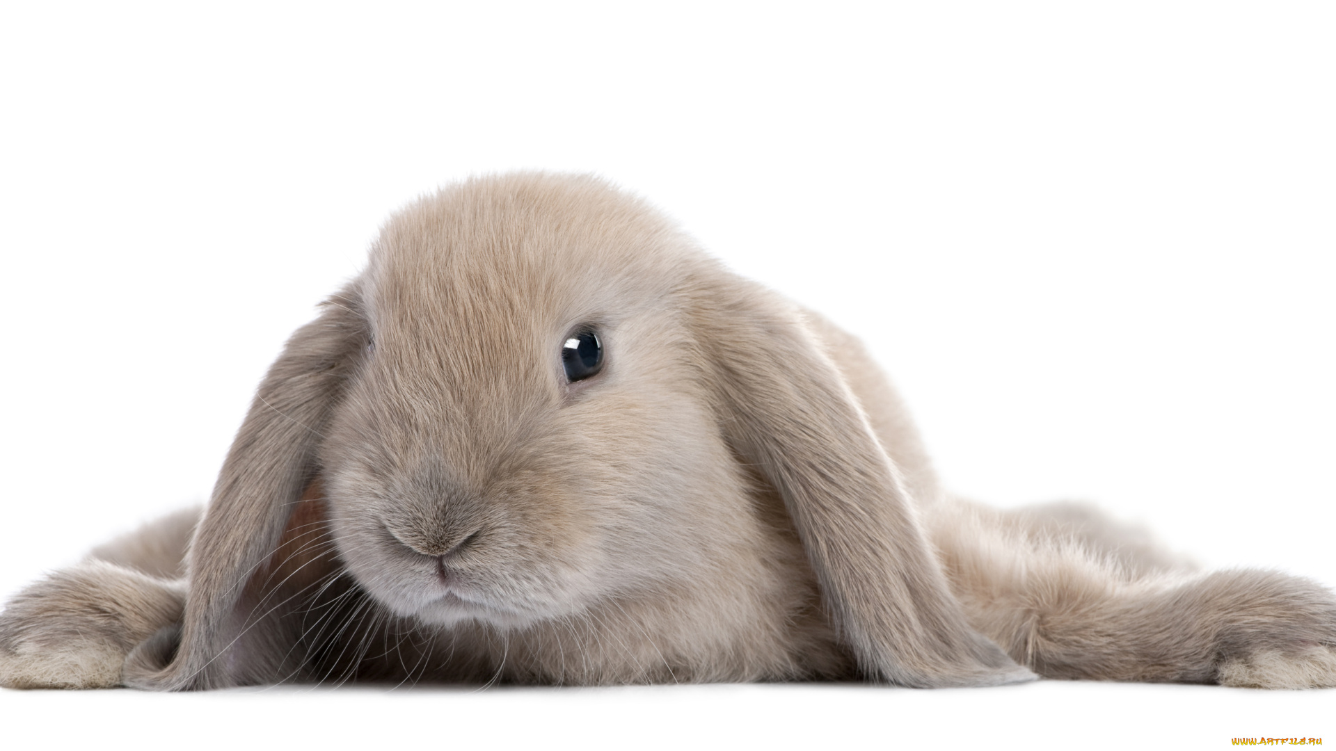 животные, кролики, , зайцы, серый