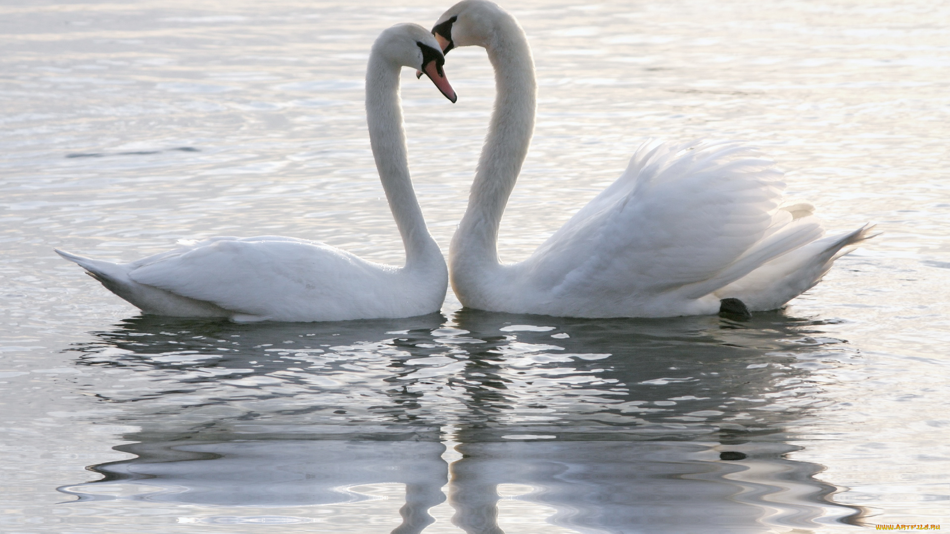 животные, лебеди, озеро