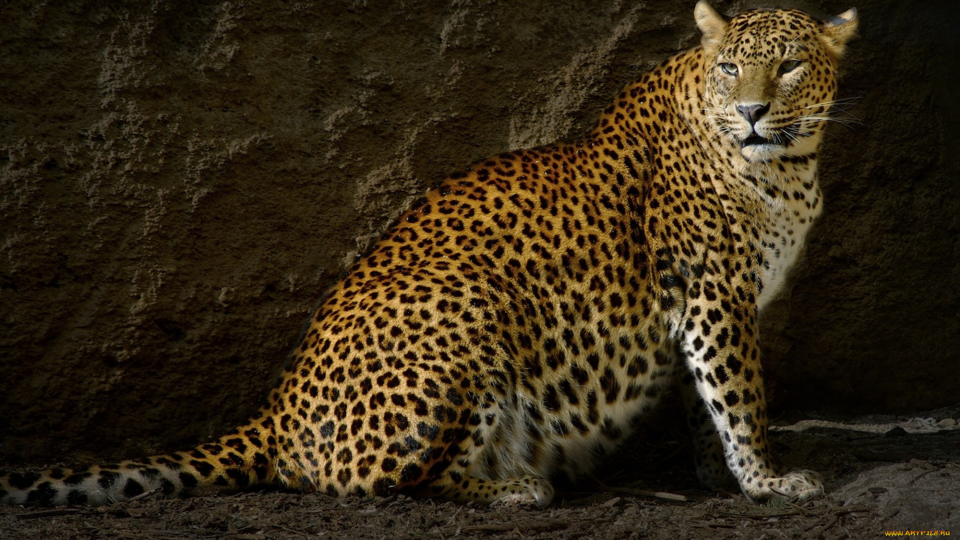 животные, леопарды, леопард, норка