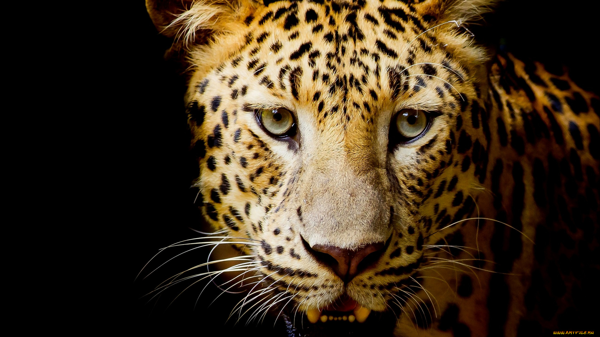 животные, леопарды, темный, фон, леопард