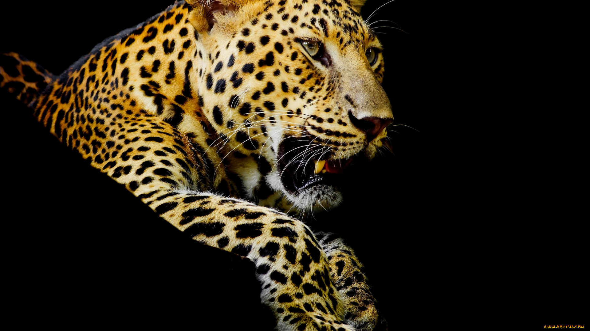 животные, леопарды, темный, фон, леопард
