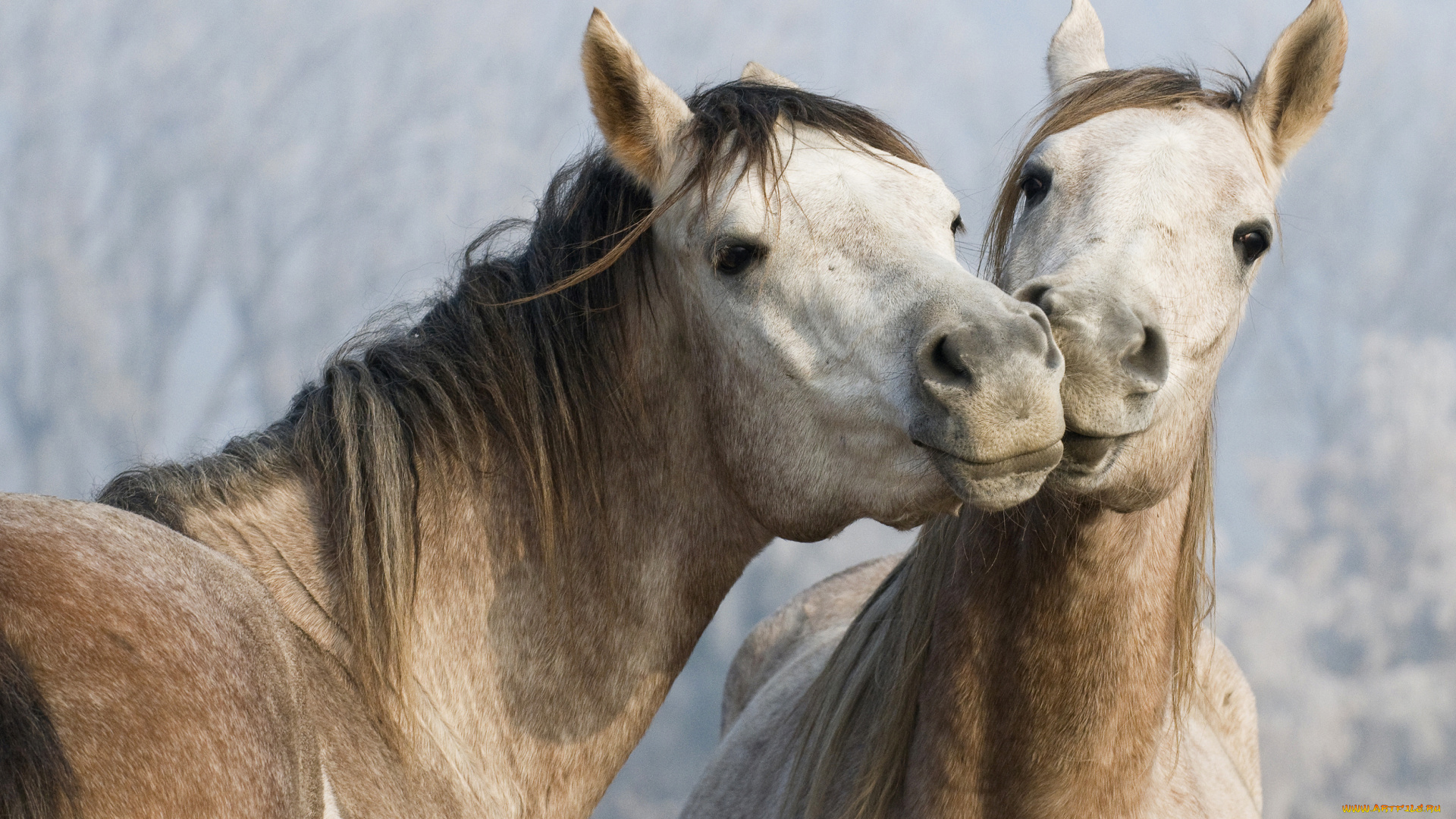 животные, лошади, парочка