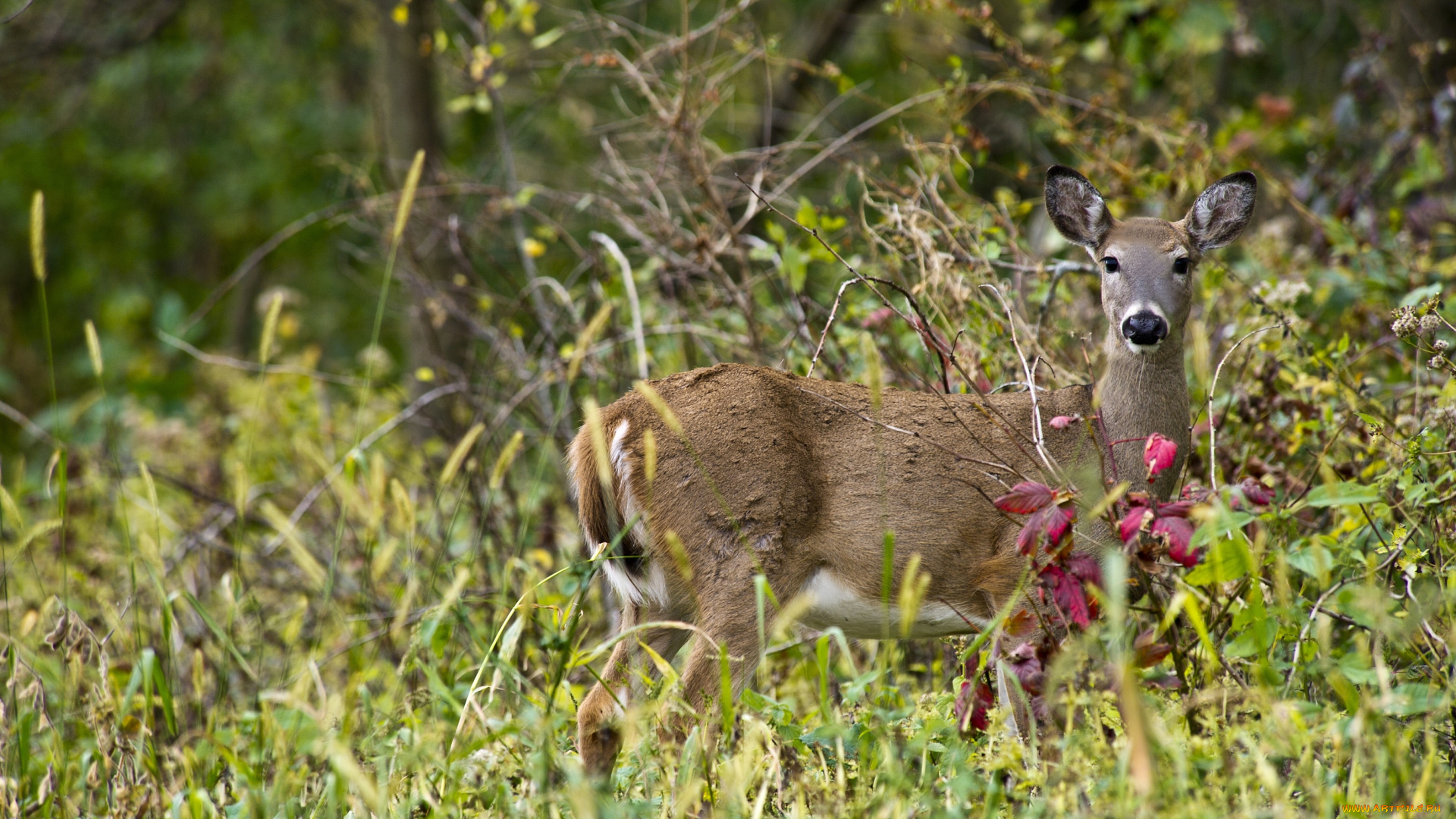 животные, олени, косуля