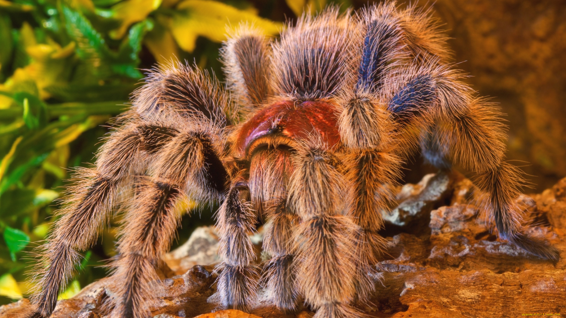 животные, пауки