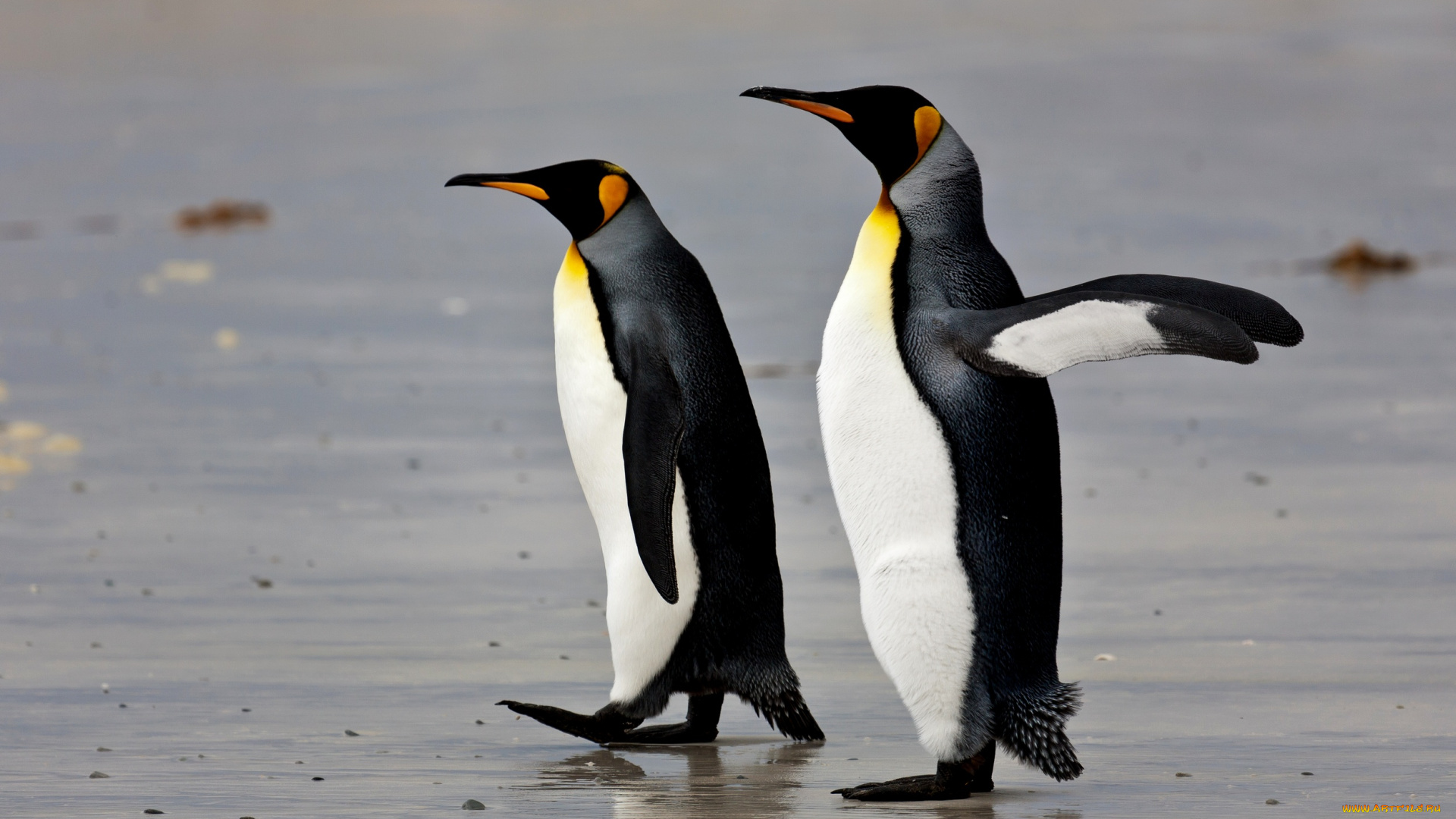 животные, пингвины, вода, песок