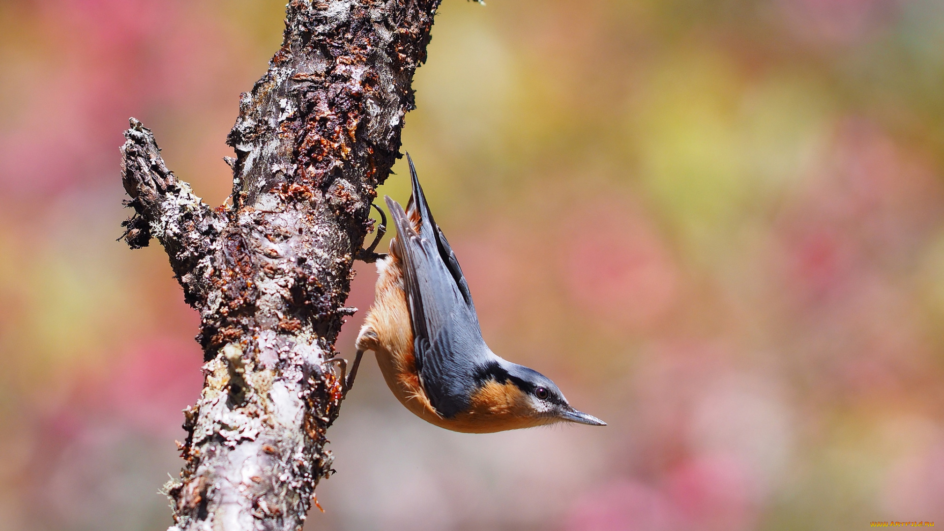 животные, поползни, птичка