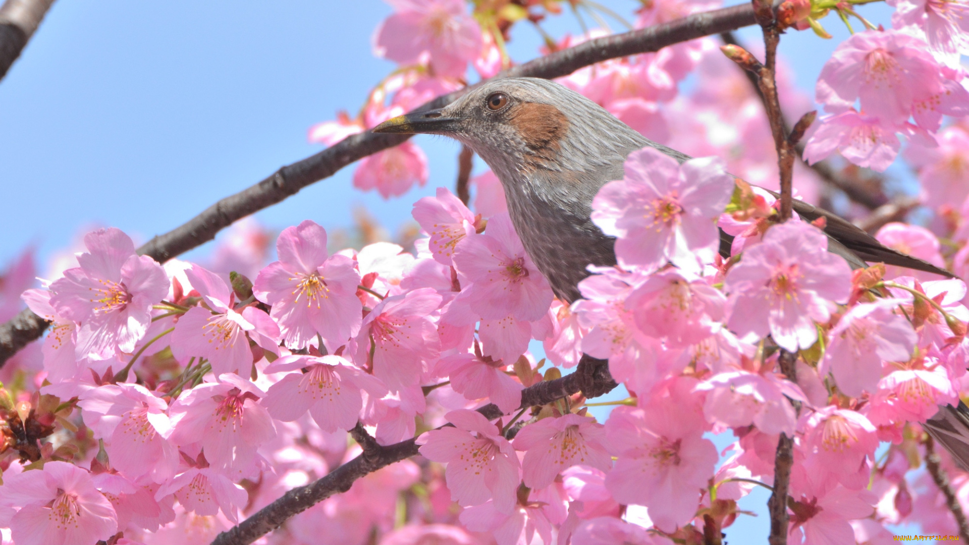 животные, птицы, птица, дерево, ветки, цветы