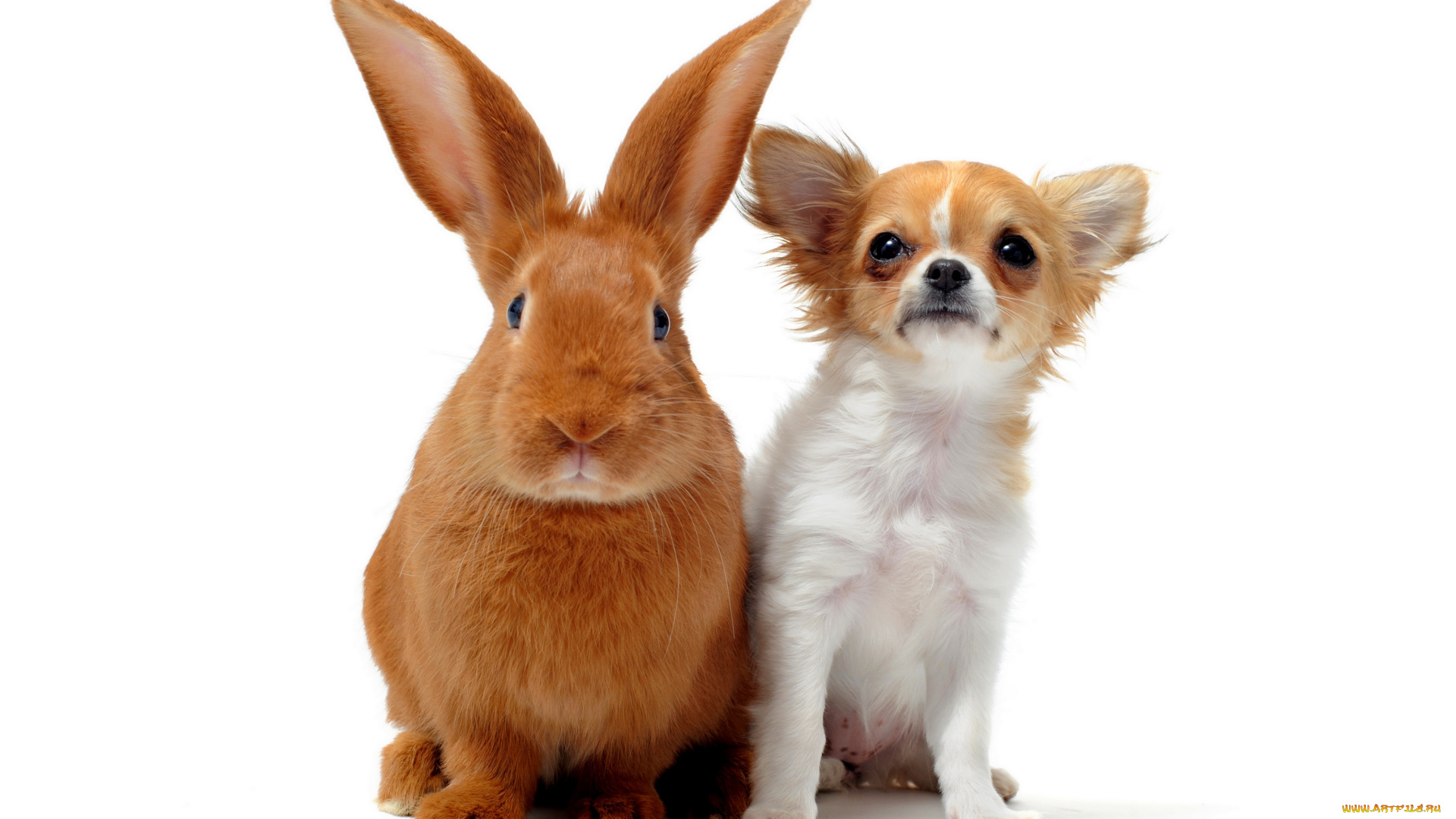 животные, разные, вместе, белый, фон, собака, кролик