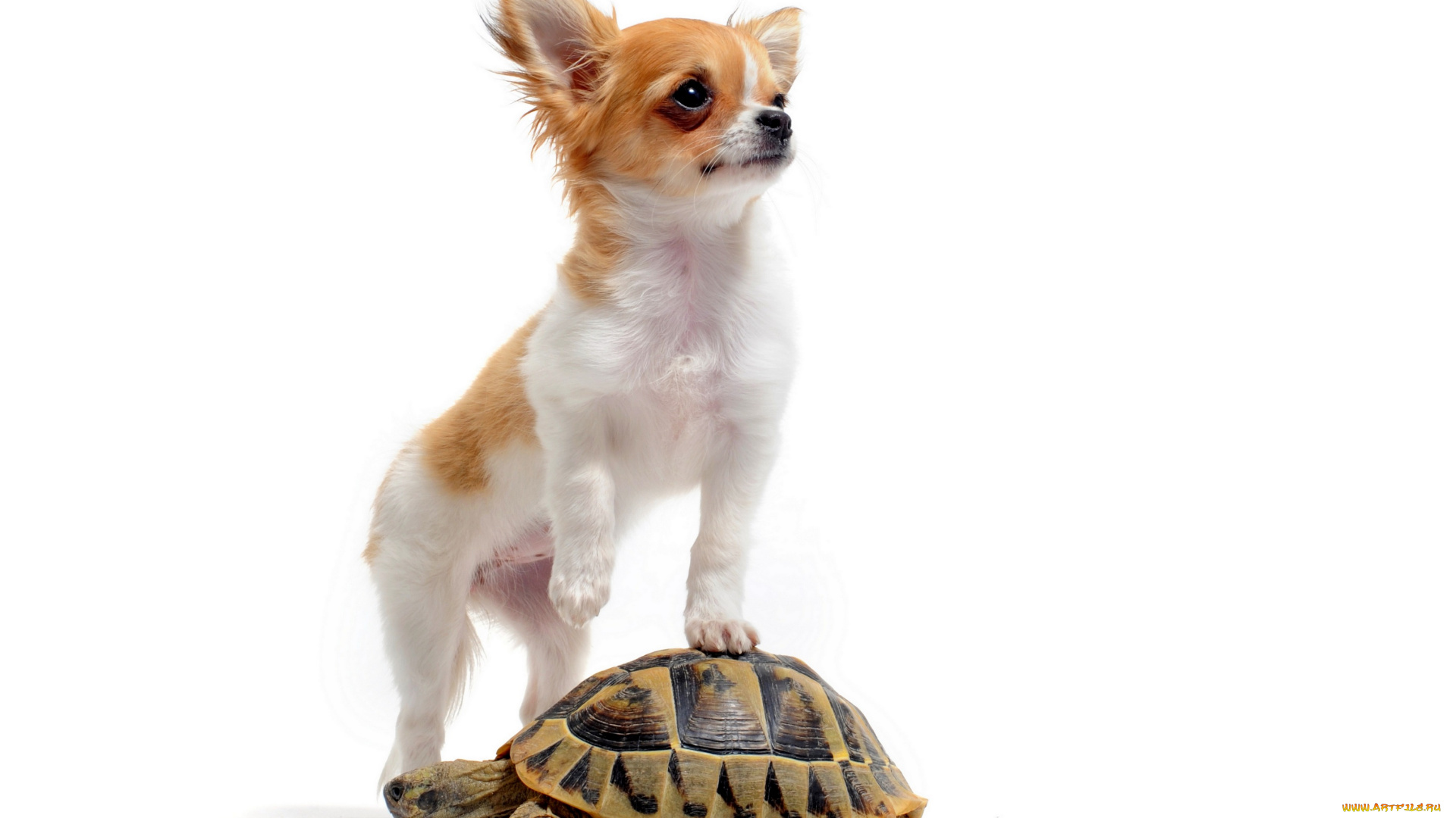 животные, разные, вместе, белый, фон, собака, черепаха