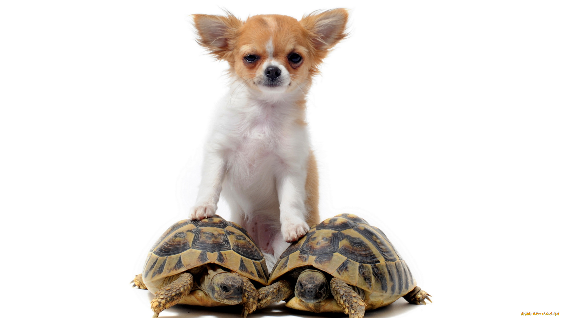 животные, разные, вместе, белый, фон, собака, черепахи
