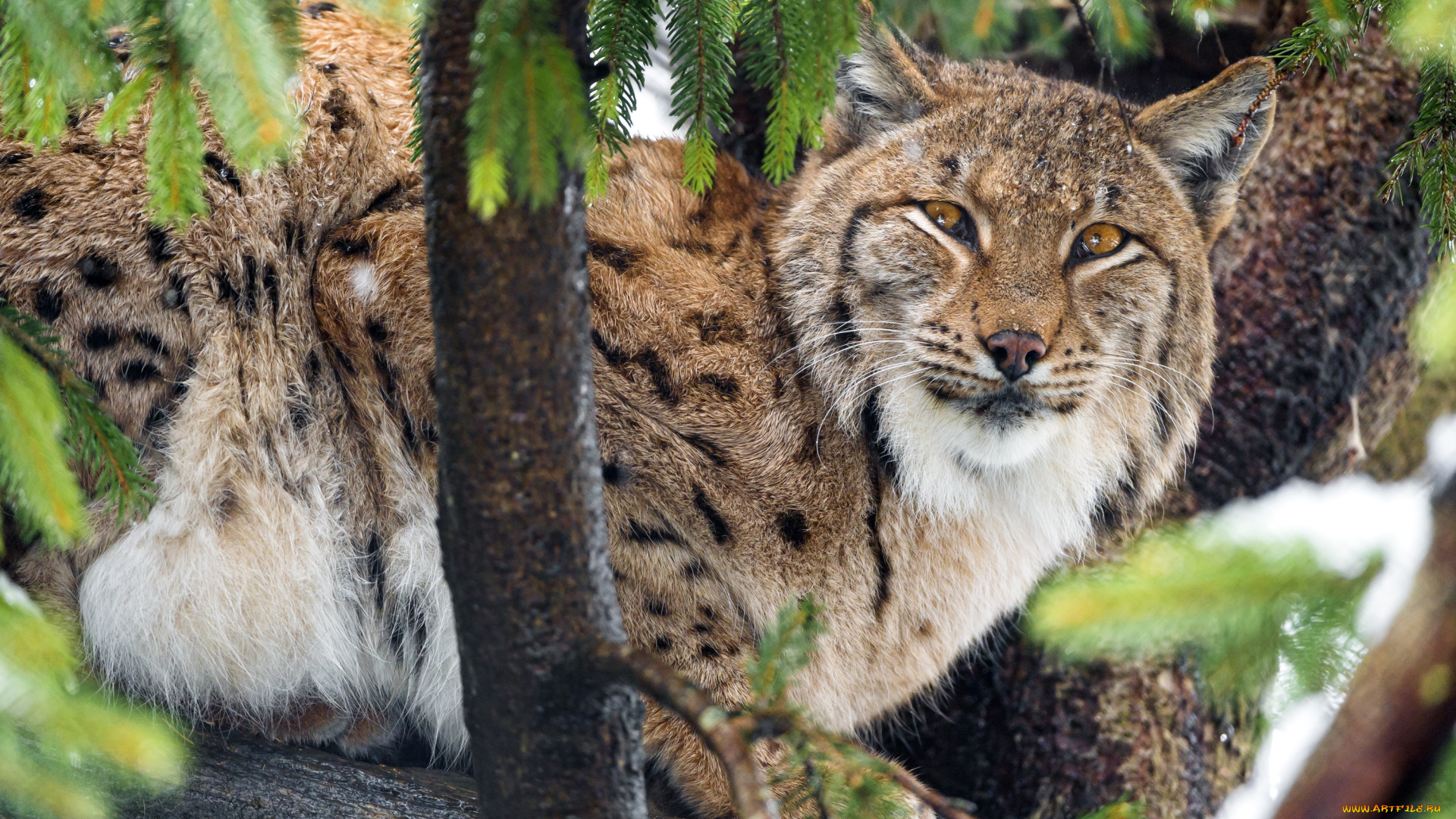 животные, рыси, кошка