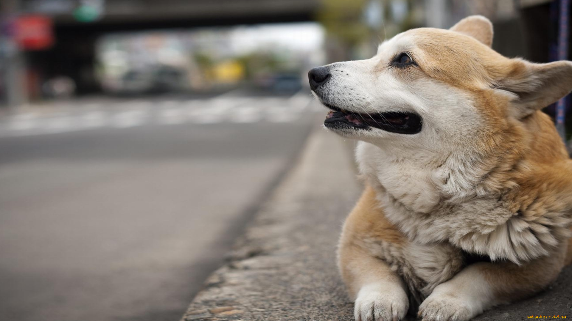 животные, собаки, пемброк