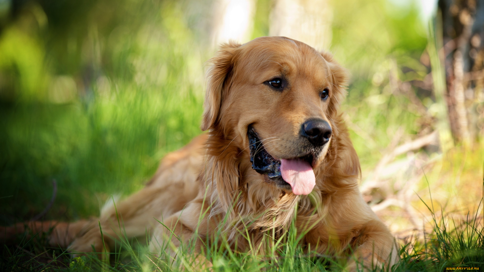 животные, собаки, трава, собака