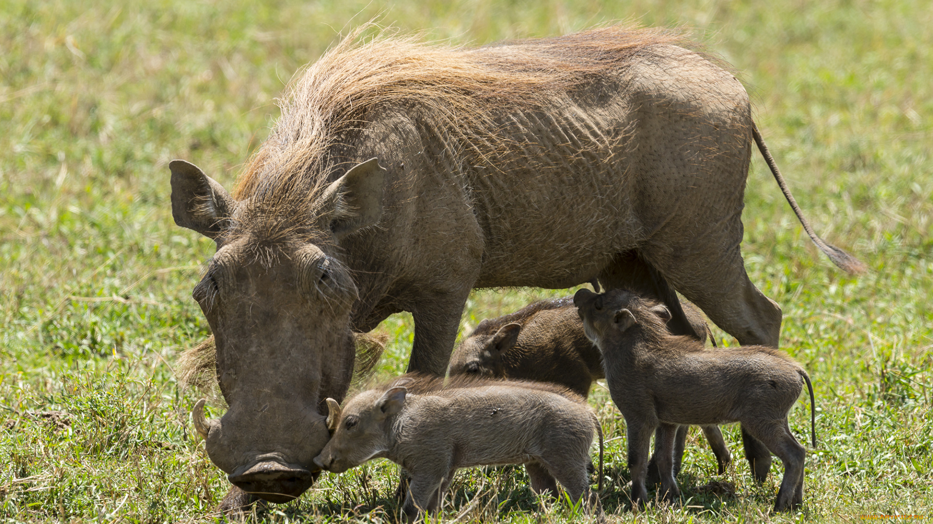 животные, свиньи, , кабаны, бородавочник