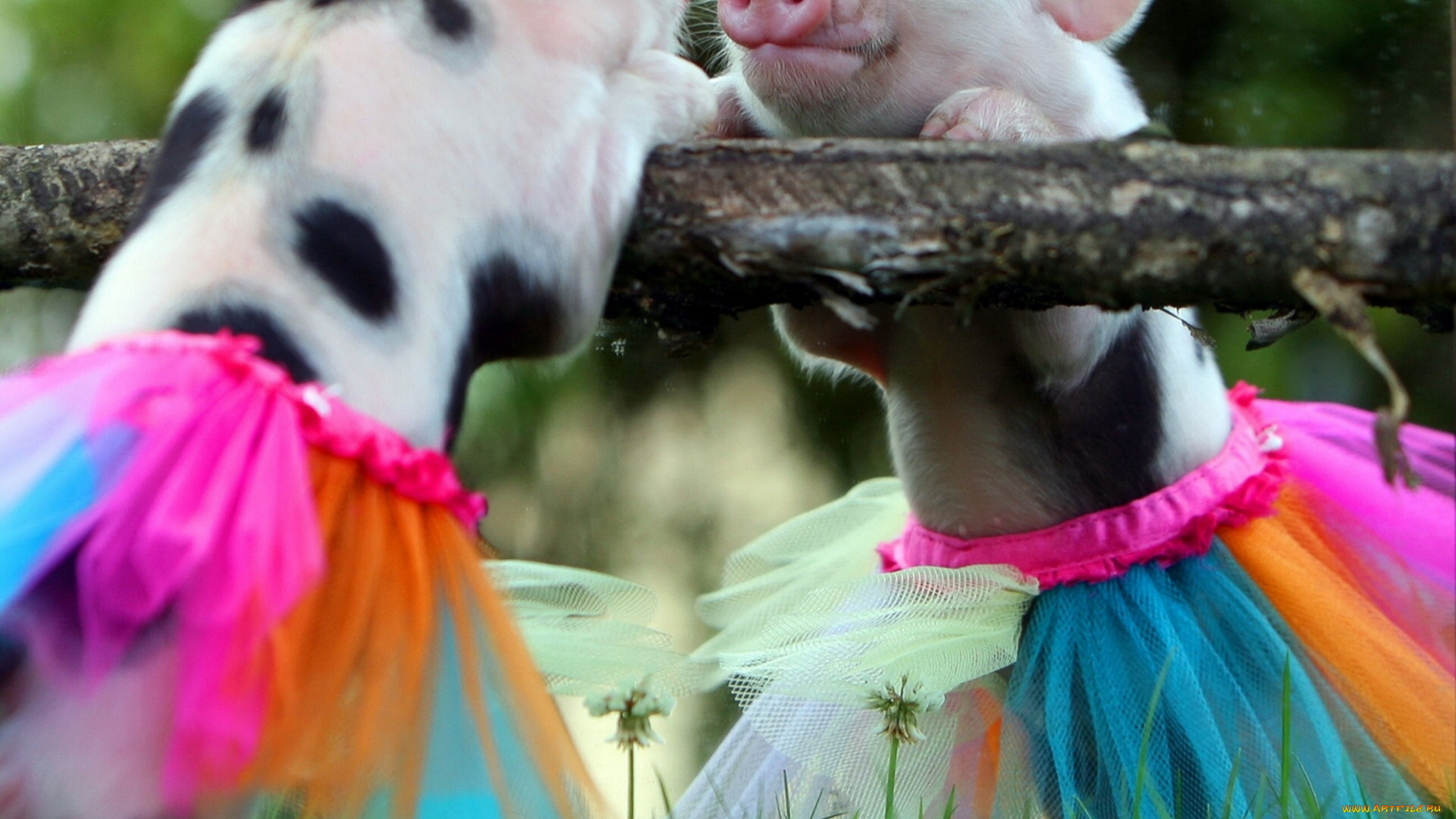 животные, свиньи, , кабаны, поросёнок, юбка, отражение