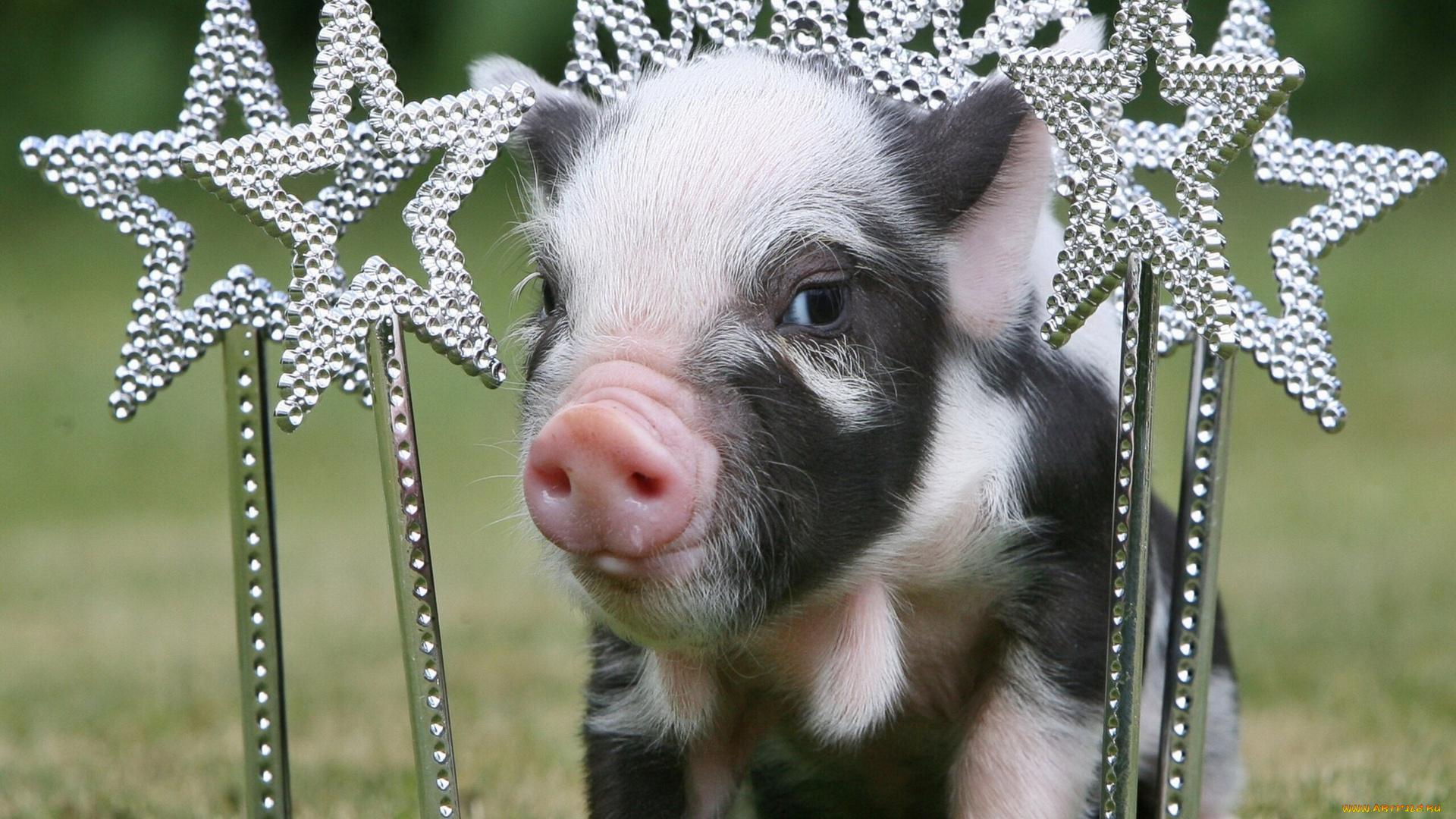 животные, свиньи, , кабаны, поросёнок, звёзды, принцесса, корона