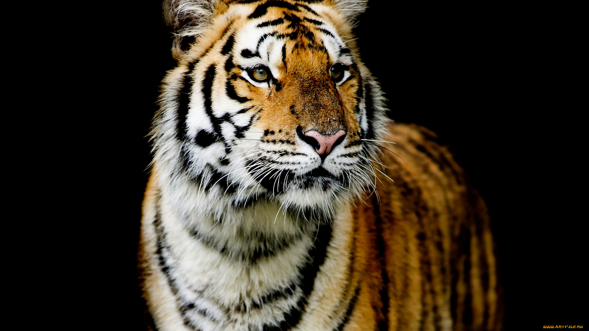 животные, тигры, темный, фон, тигр