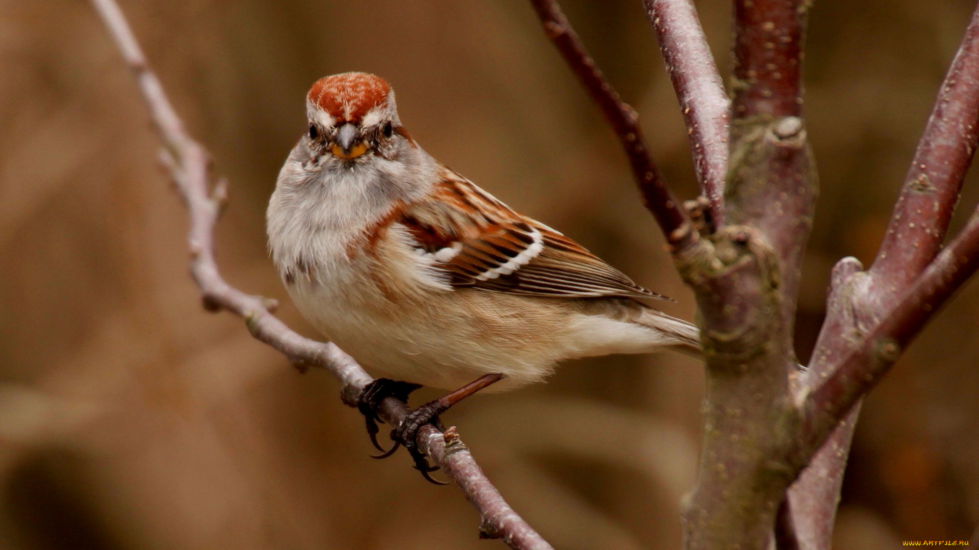 животные, воробьи, птица, ветки, дерево