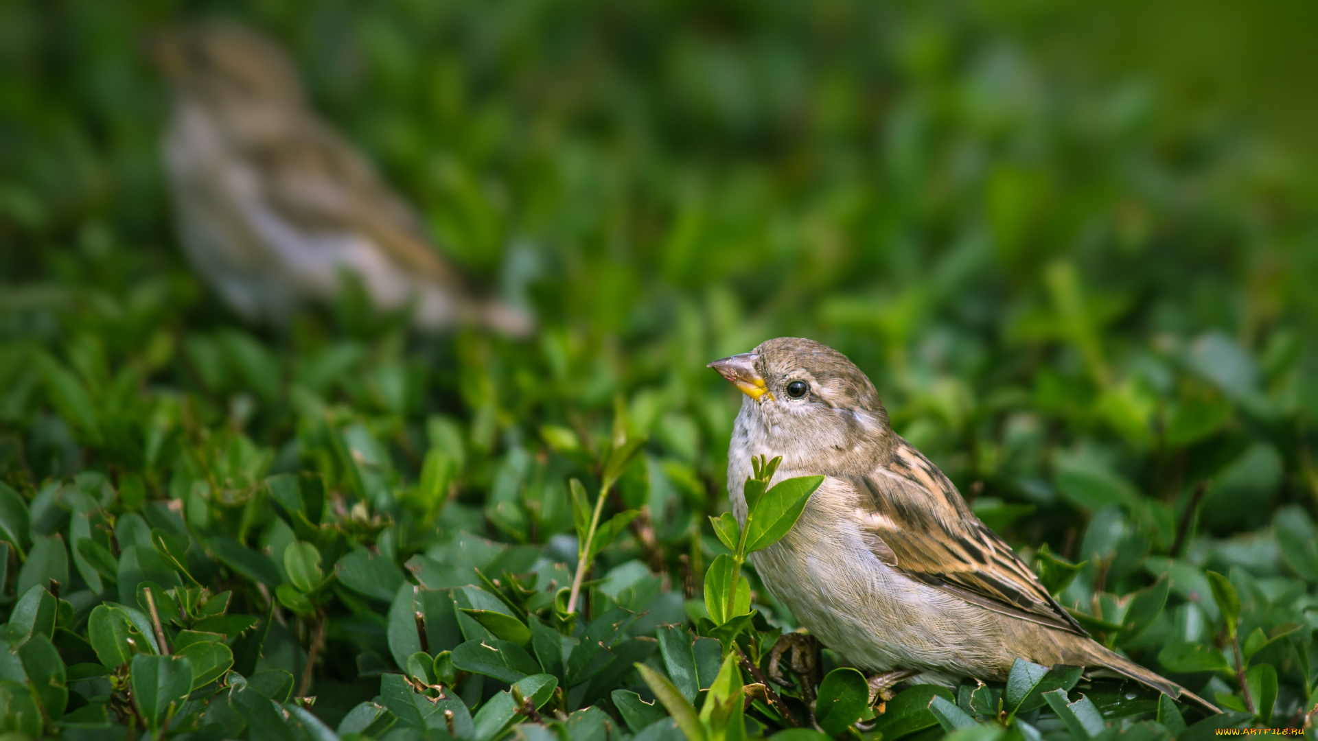 животные, воробьи, воробышек