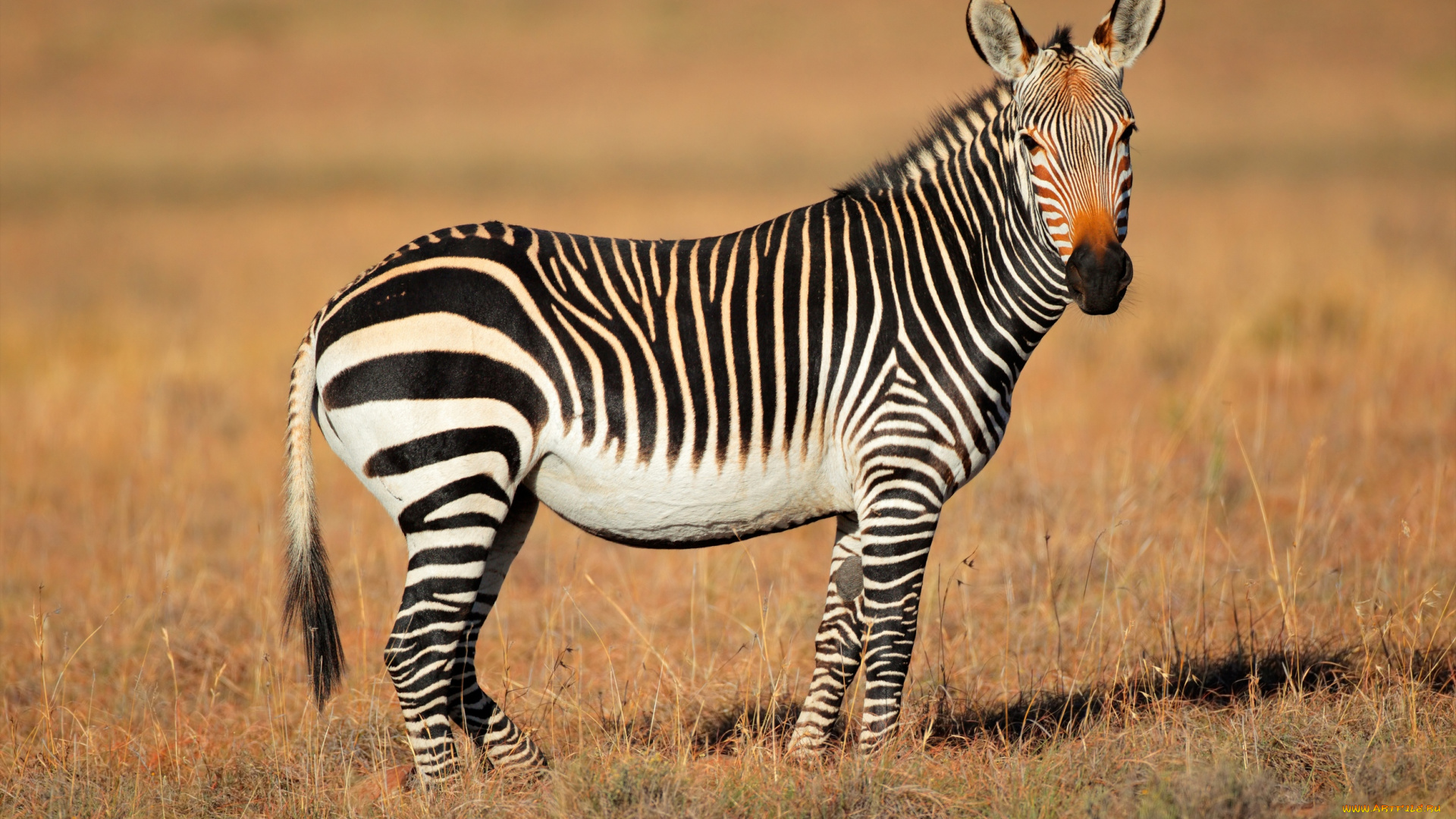 животные, зебры, сухая, трава, африка, зебра