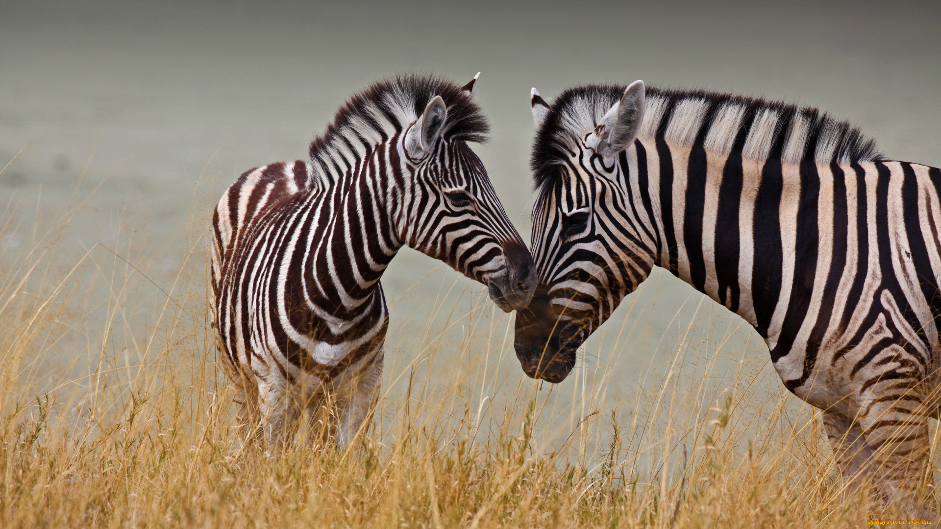 животные, зебры, трава, две