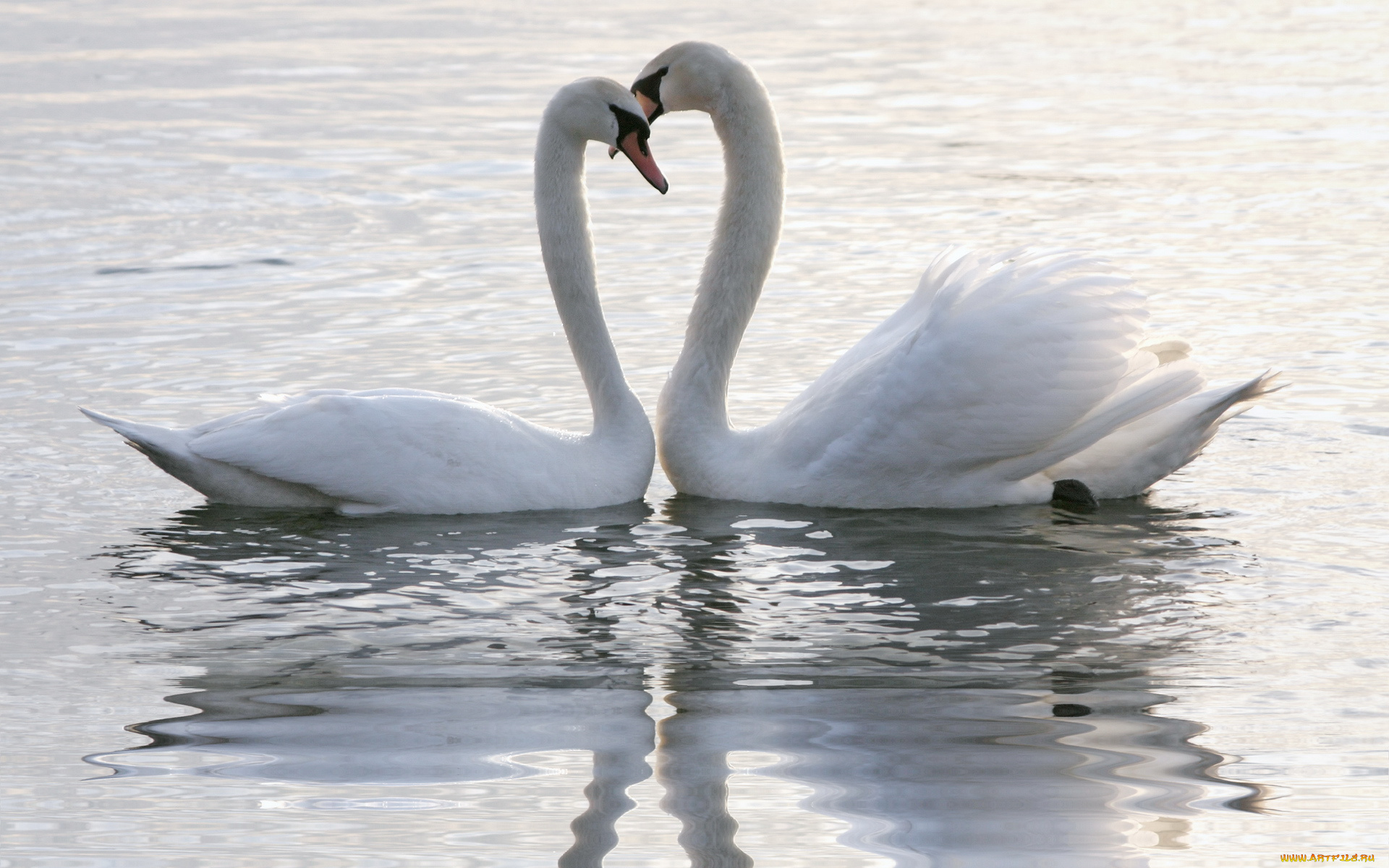 животные, лебеди, озеро
