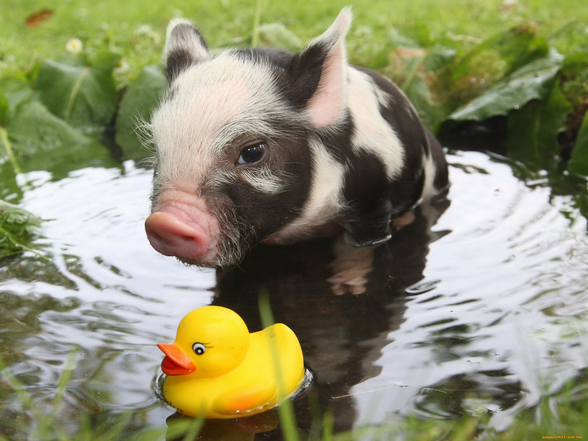 животные, свиньи, , кабаны, лужа, игрушка, уточка, поросёнок