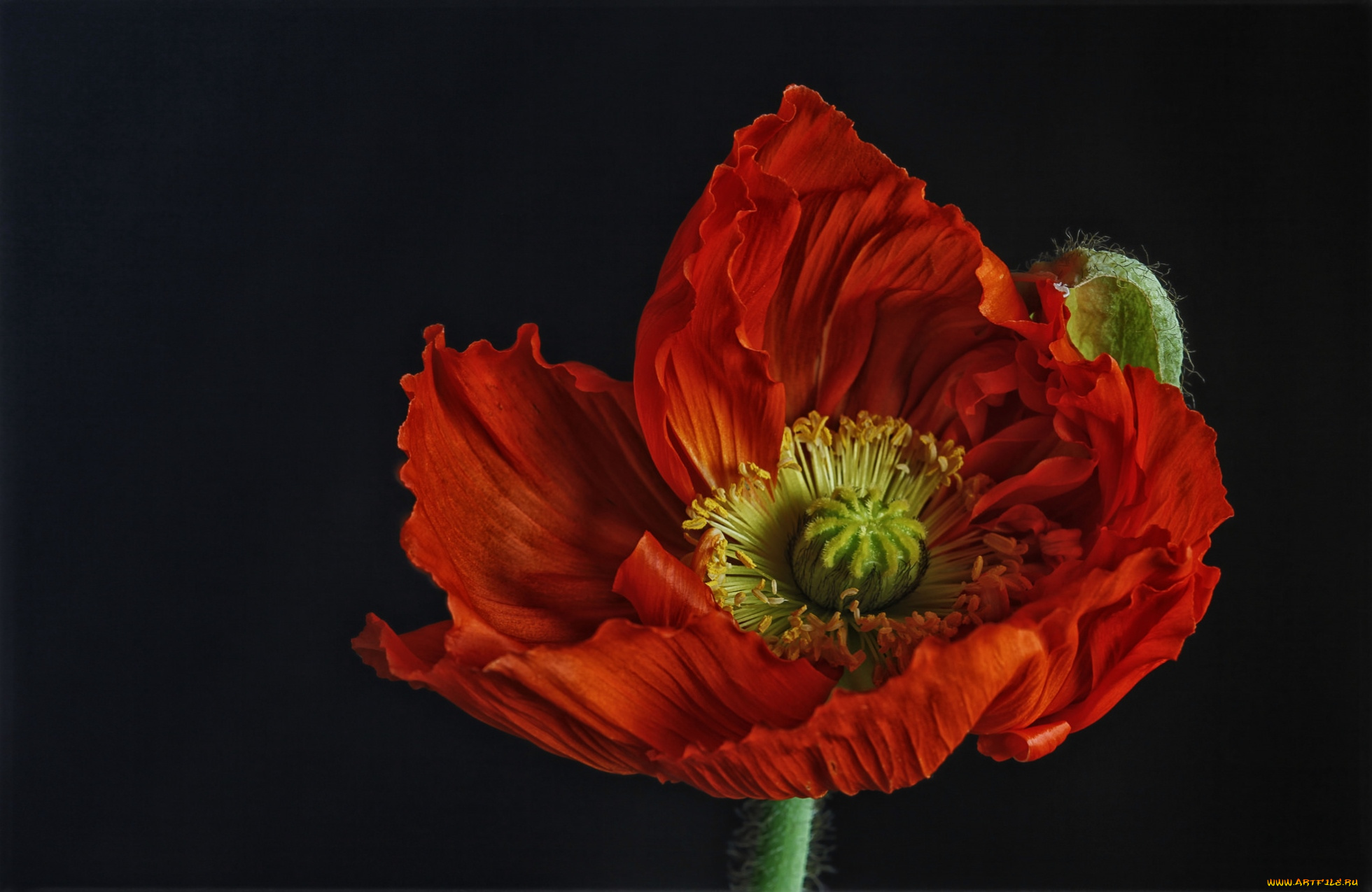 цветы, маки, исландский, мак