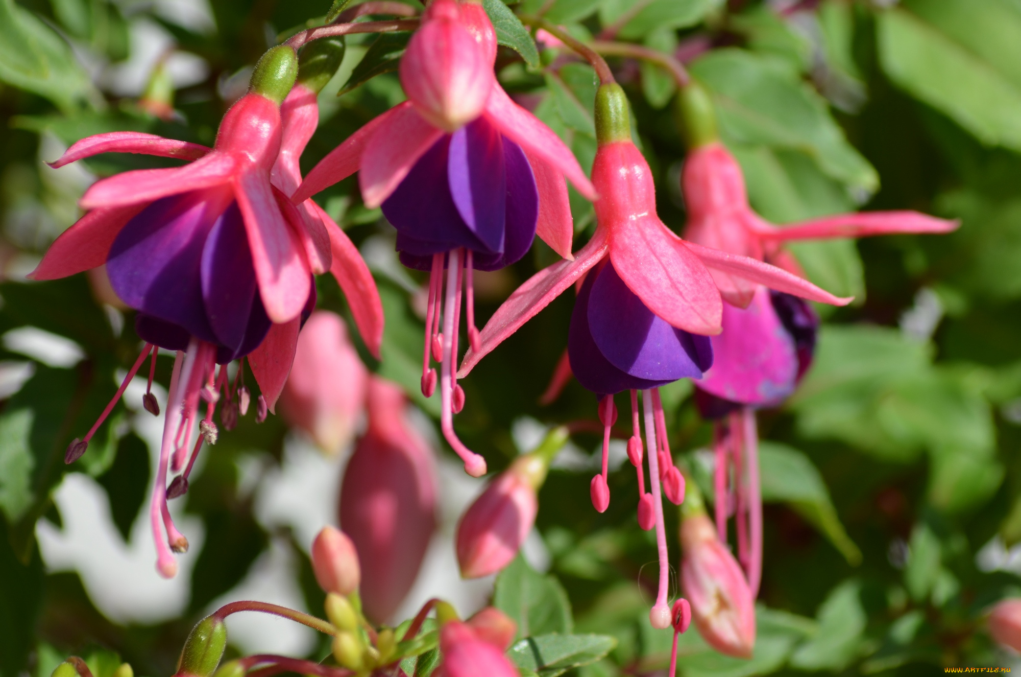 цветы, фуксия, листья, фуксии