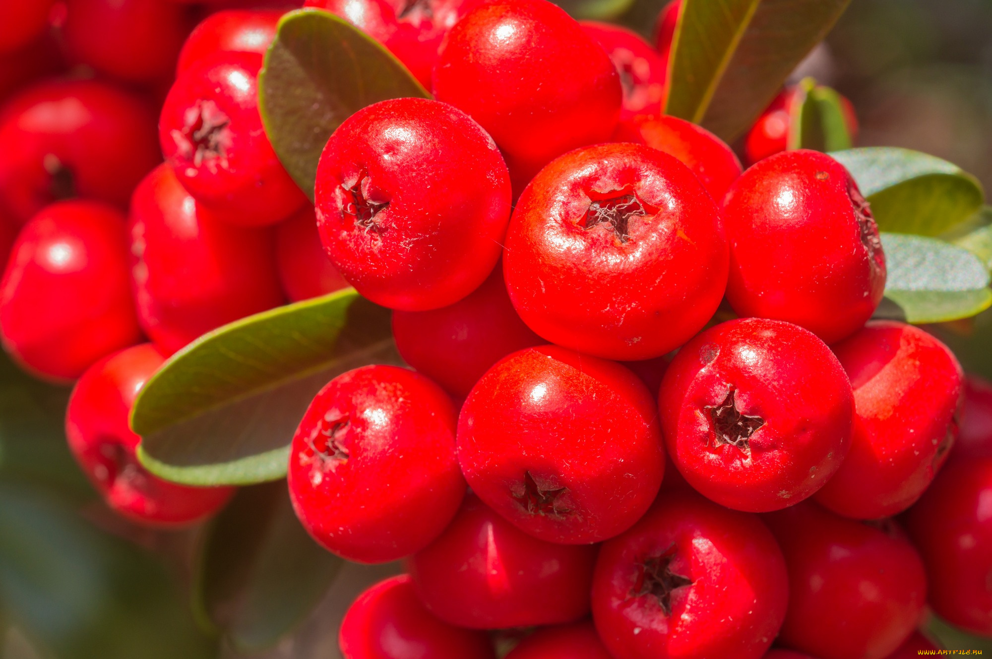 природа, Ягоды, , рябина, ветка, рябина