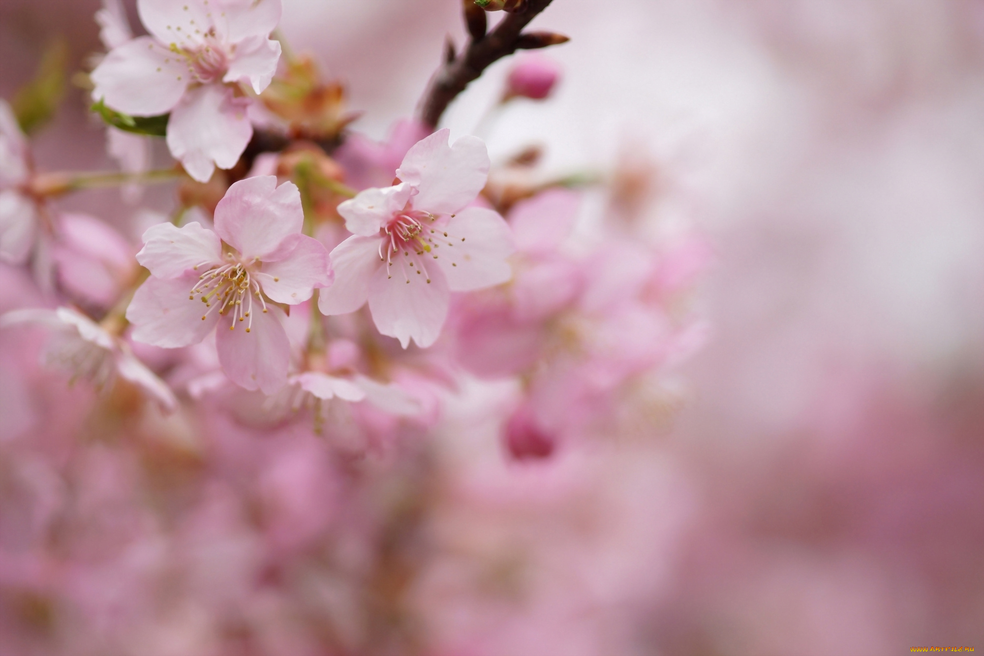 цветы, цветущие, деревья, , , кустарники, ветки, дерево