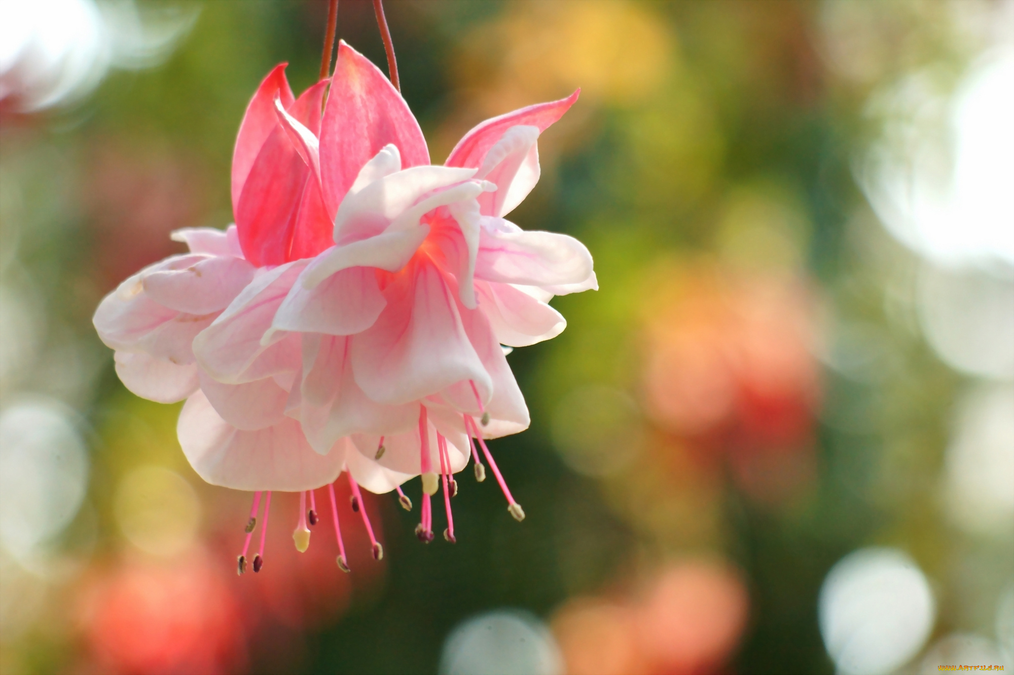 цветы, фуксия, листья, розовая