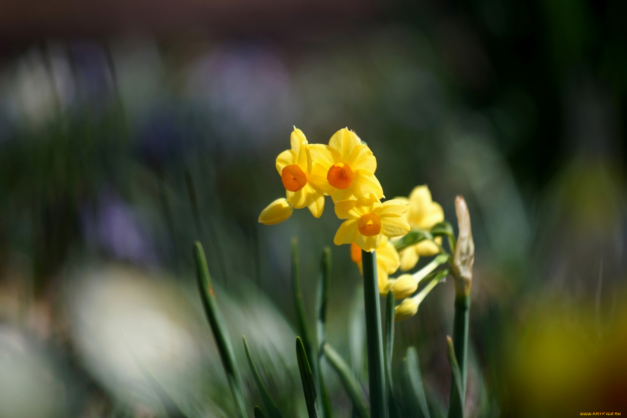 цветы, нарциссы, листья