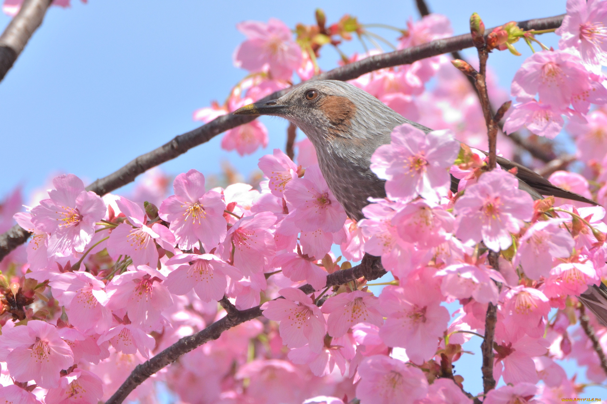 животные, птицы, птица, дерево, ветки, цветы
