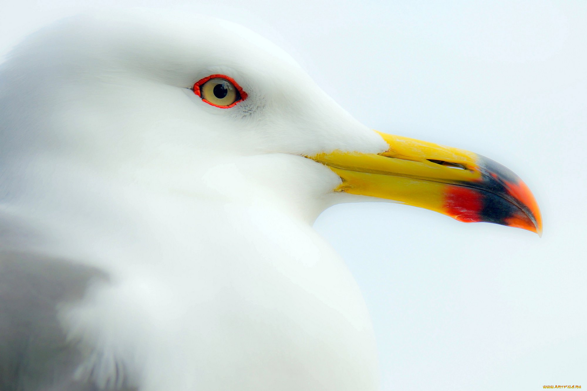 животные, Чайки, , бакланы, , крачки, белая, чайка