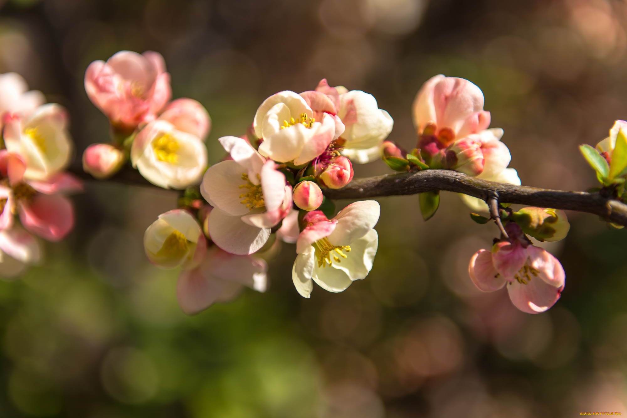 цветы, цветущие, деревья, , , кустарники, ветки, дерево